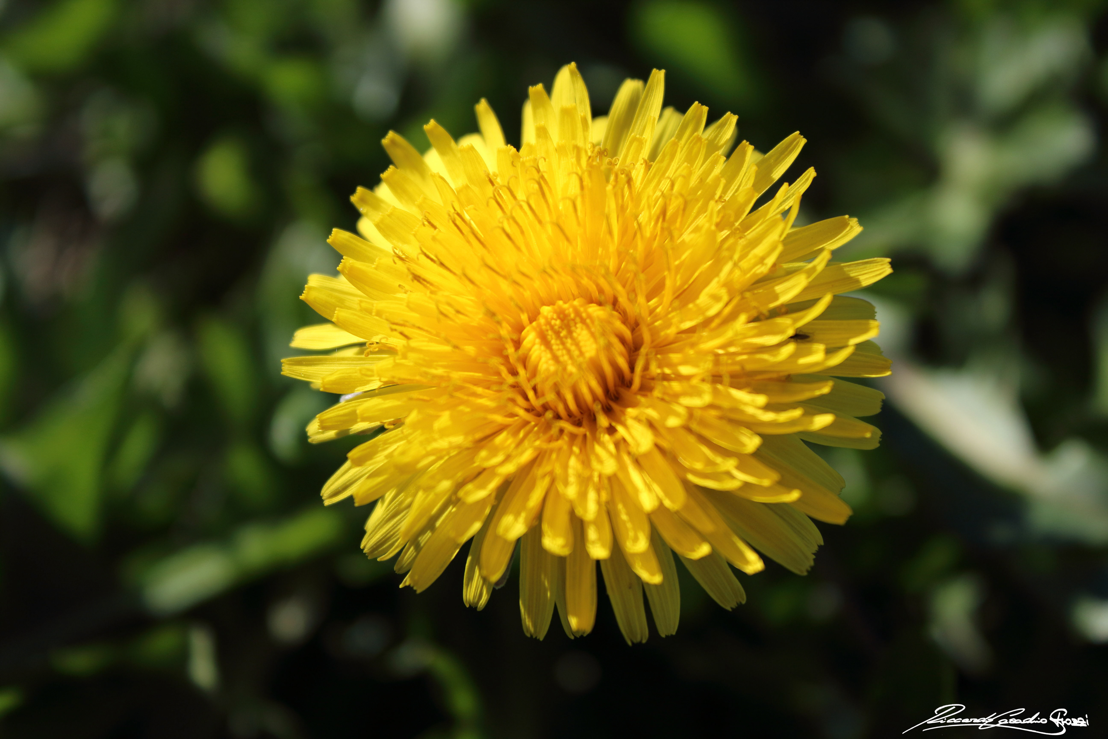 N° 1 - Faenza, Italy