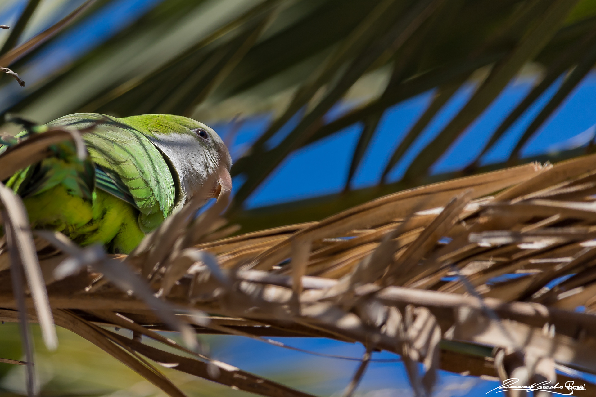 N° 4 - Parrot, Barcelona, Spain