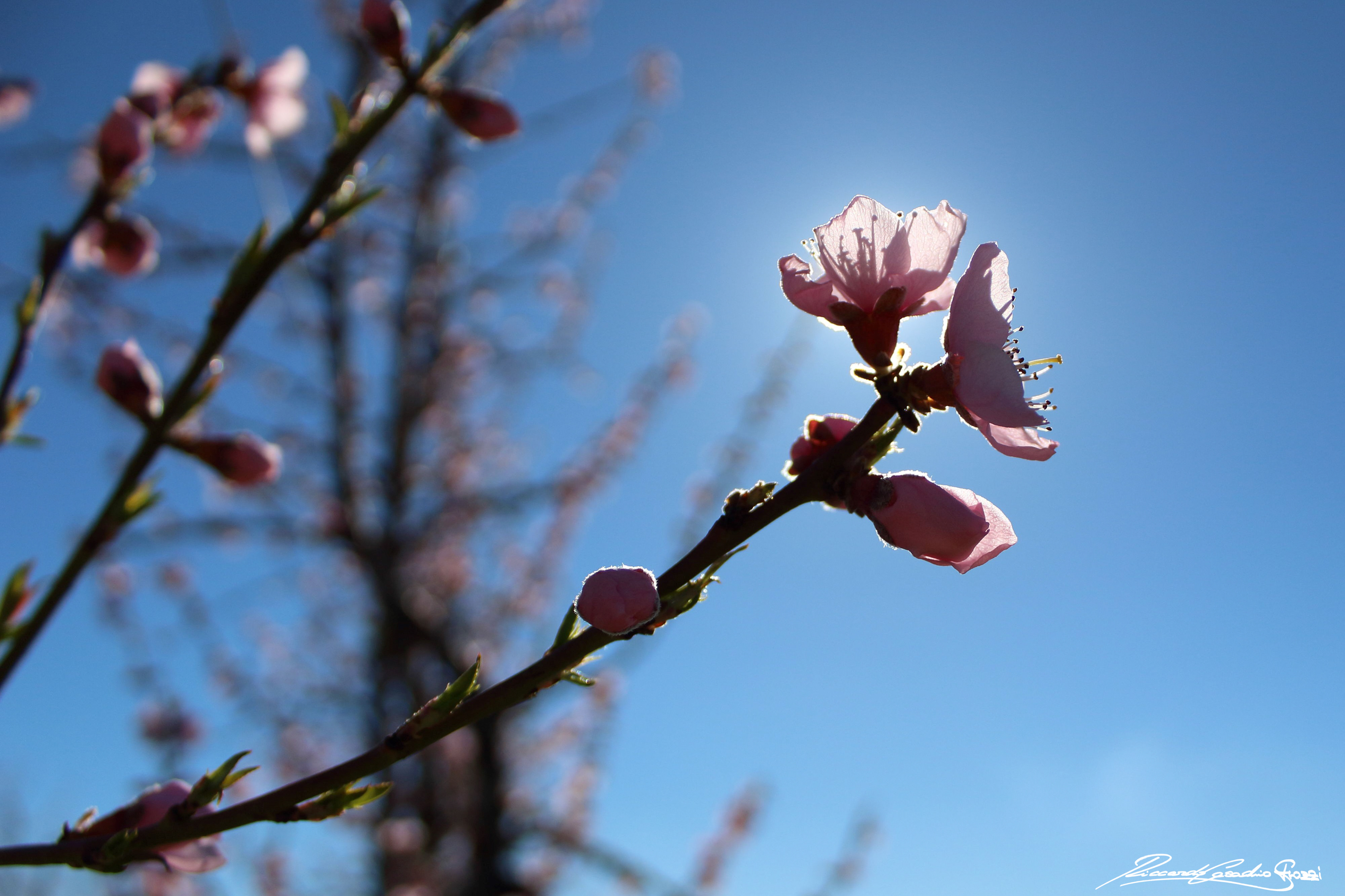 N° 7 - Faenza, Italy