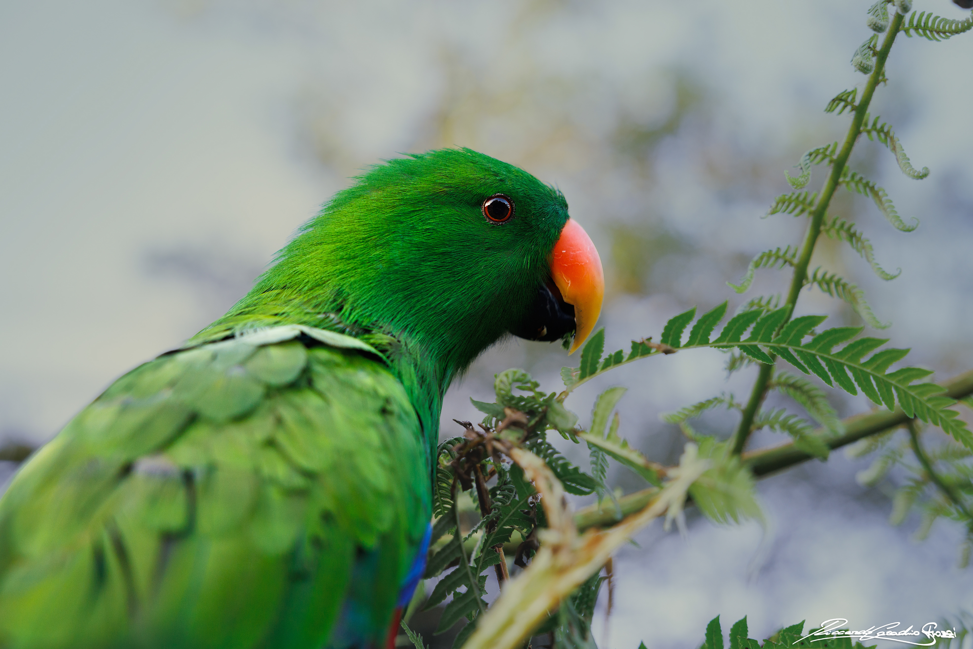 N° 9 - Eclectus Parrot, Australia
