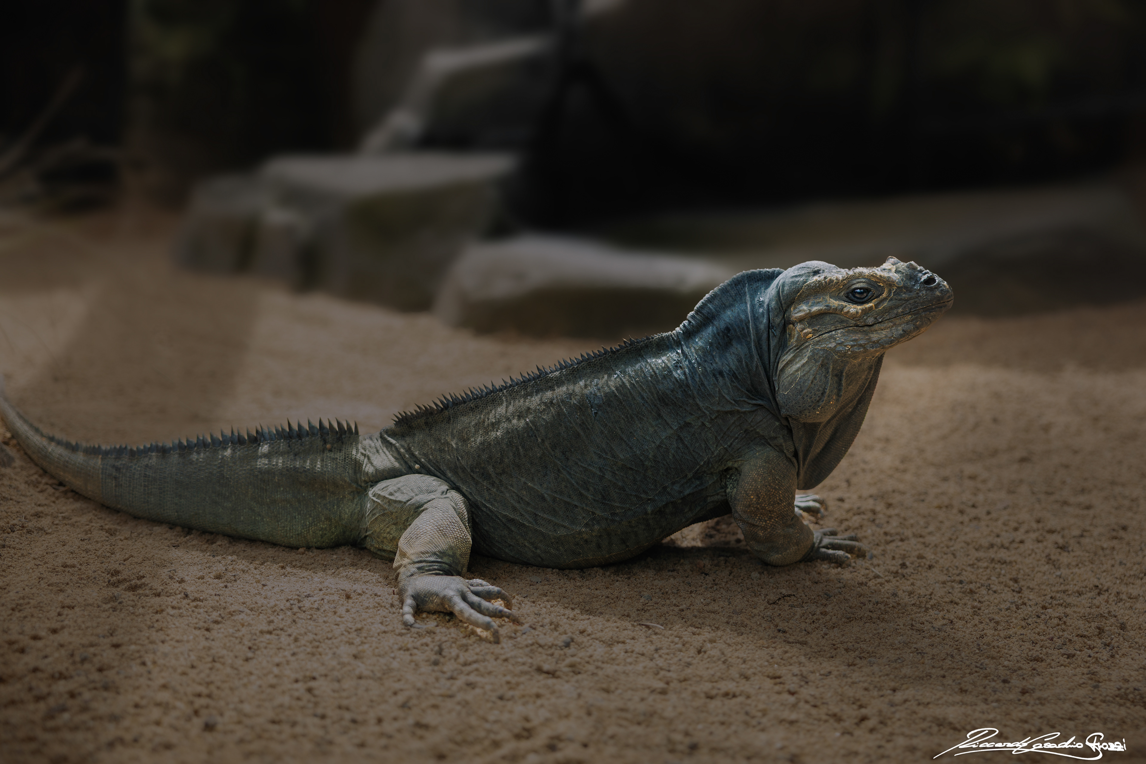 N° 17 - Rhinoceros Iguana, Australia