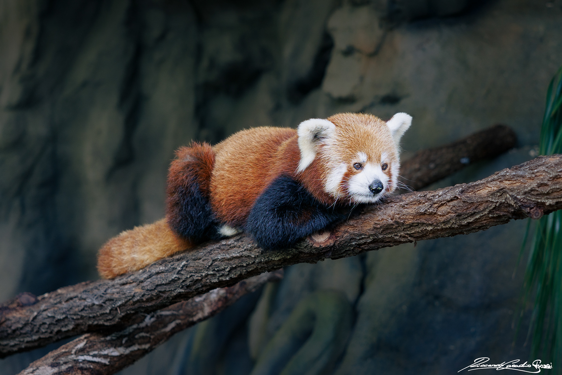 N° 29 - Red Panda, Australia