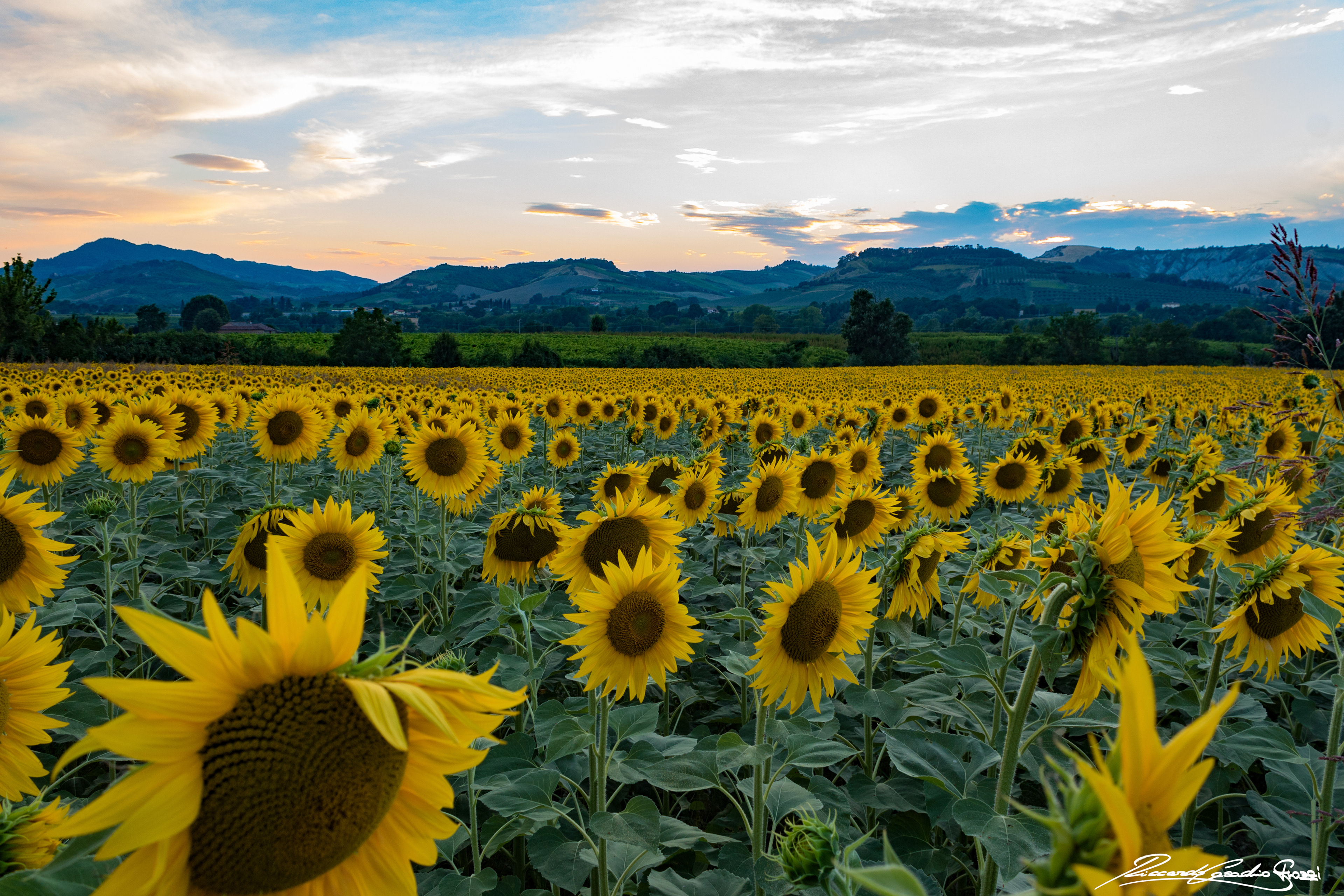 N° 11 - Brisighella, Italy