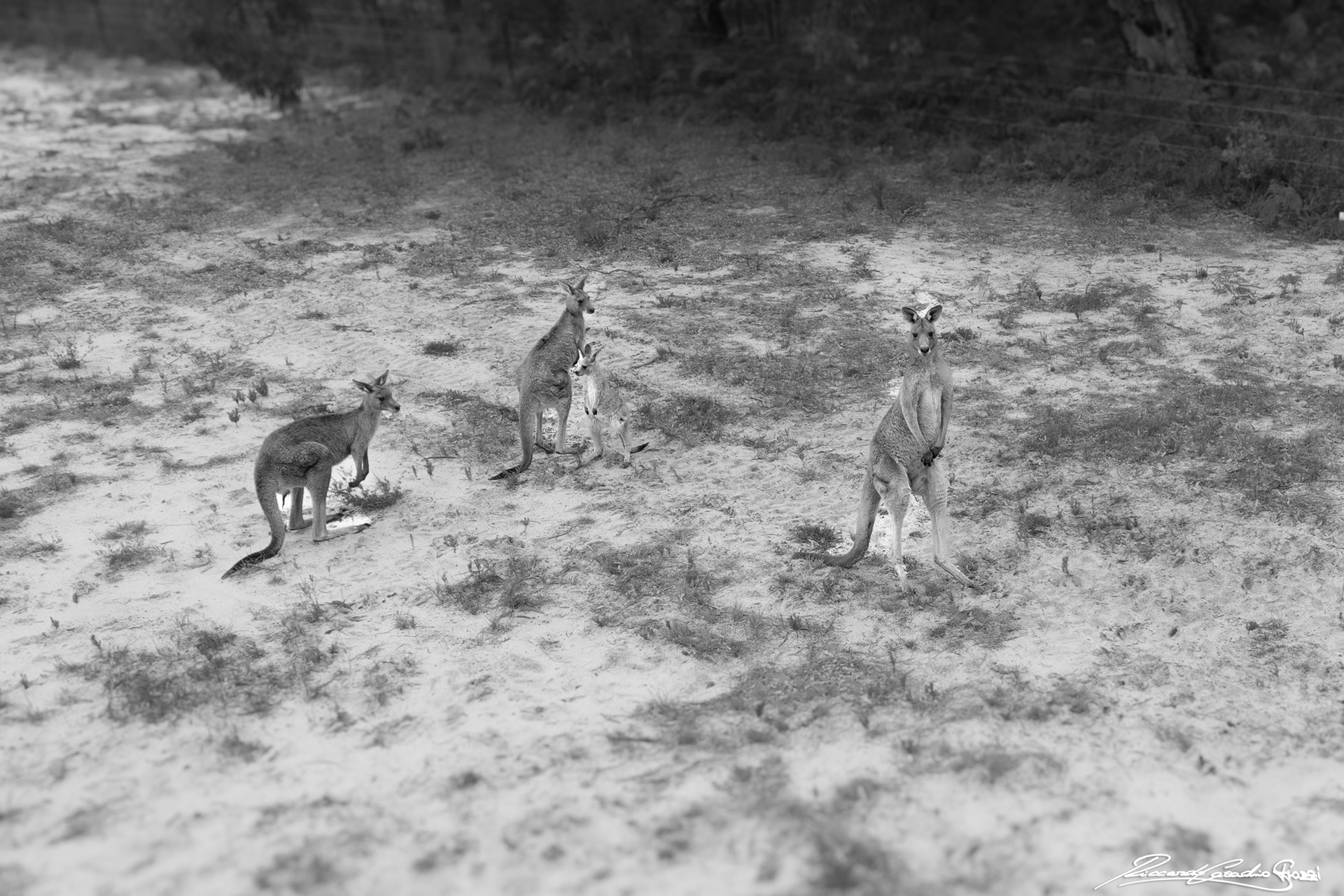 N° 34 - Kangaroo, Australia