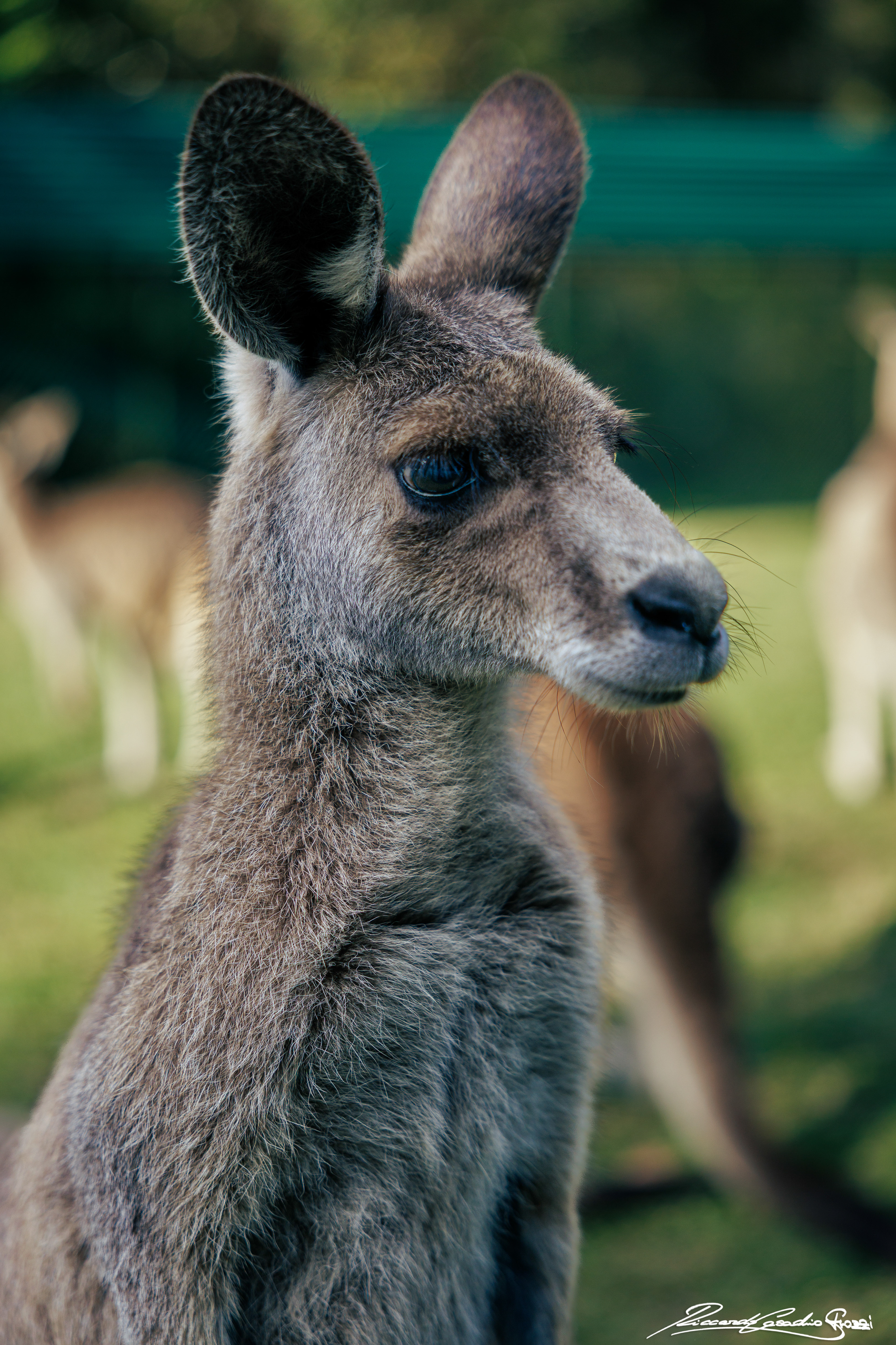 N° 33 - Kangaroo, Australia