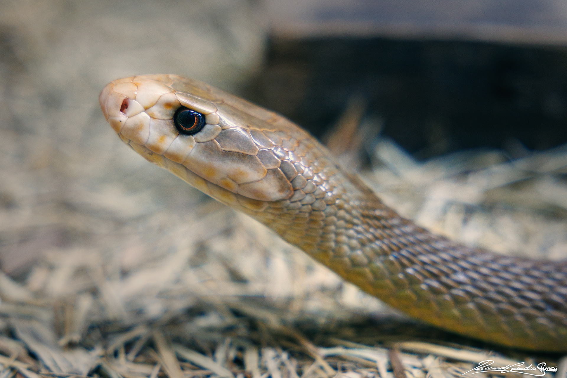 N° 18 - Coastal Taipan, Australia