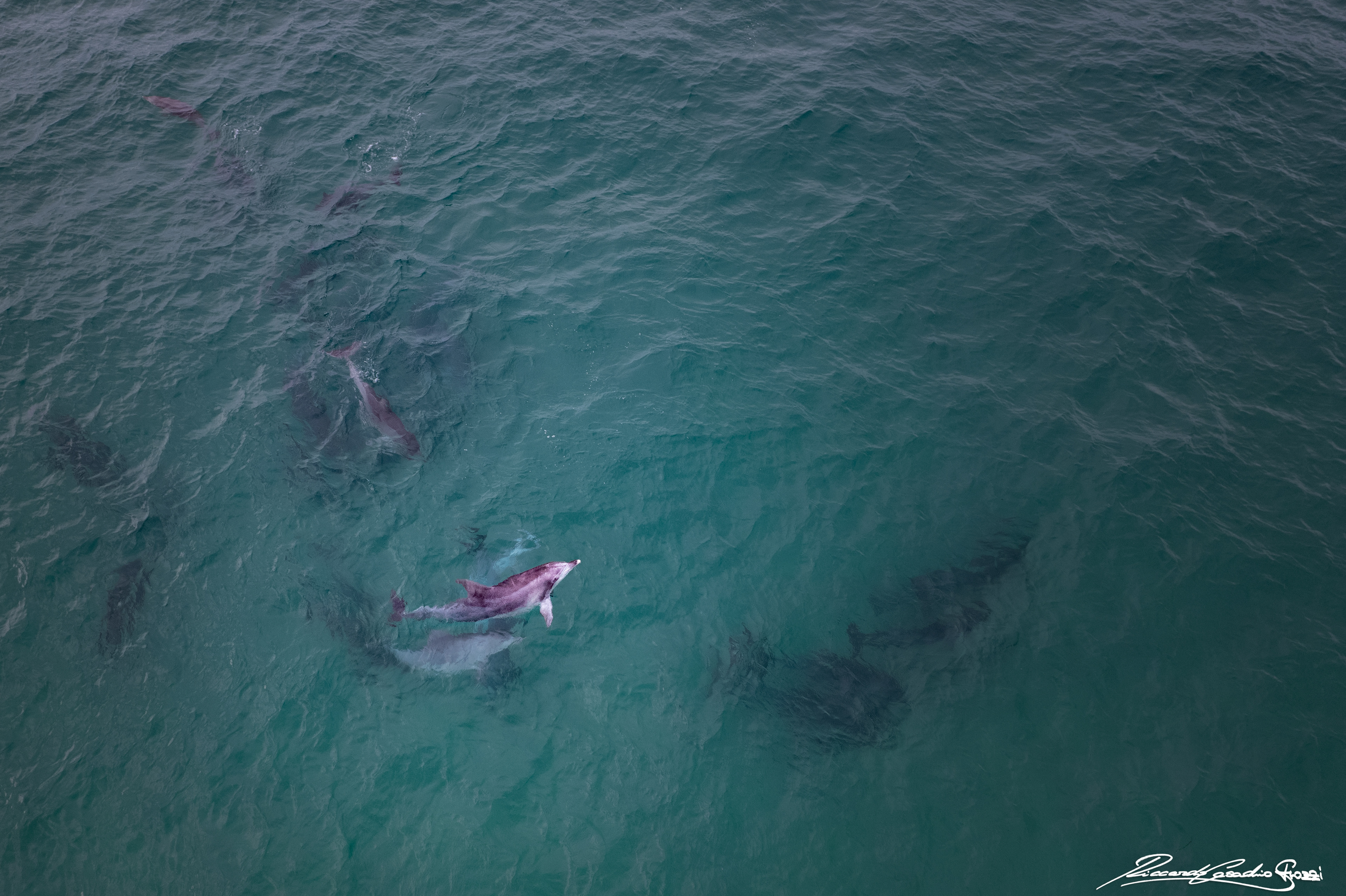 N° 23 - Dolphin, Australia