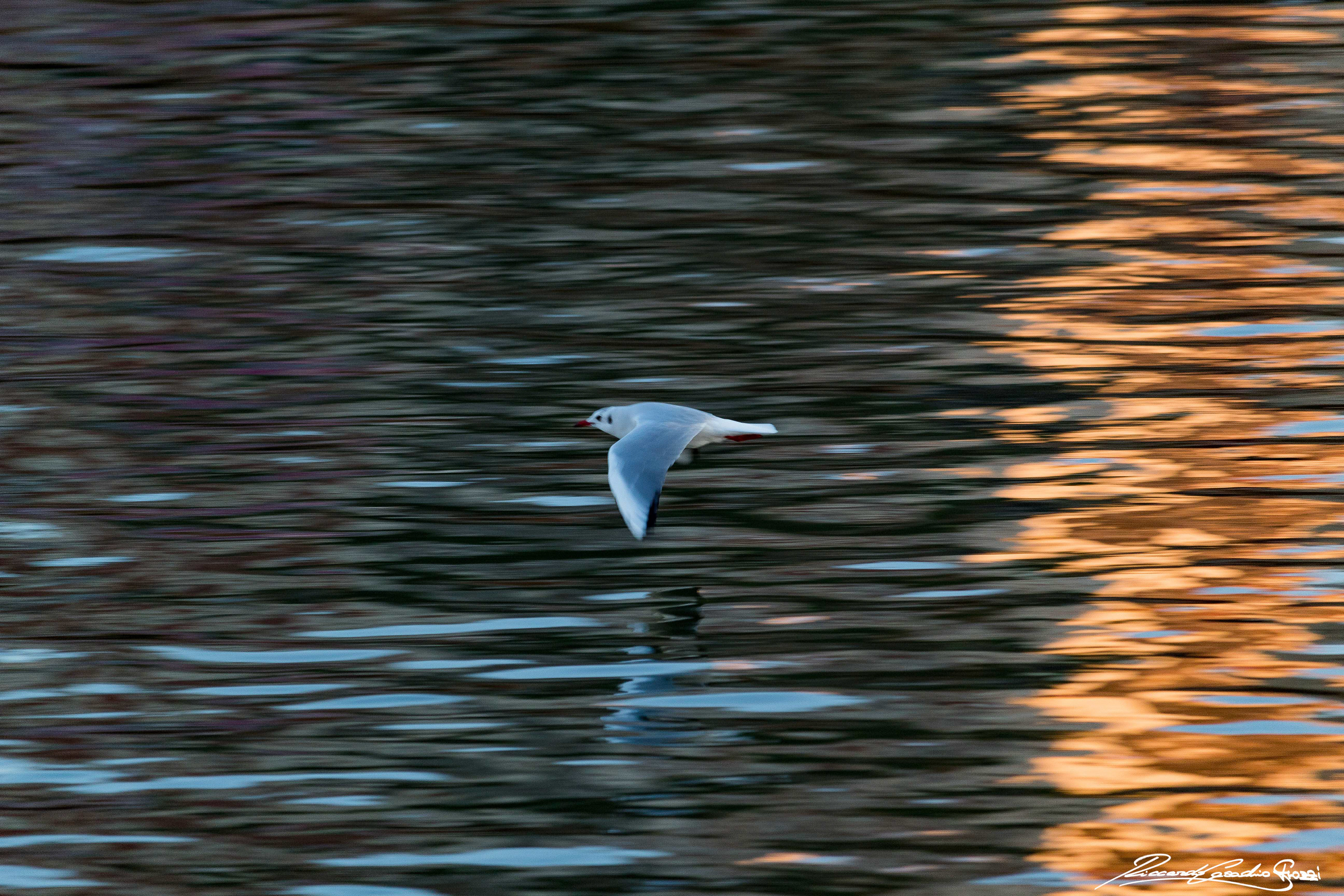 N° 5, Seagull, Porto Garibaldi, Italy