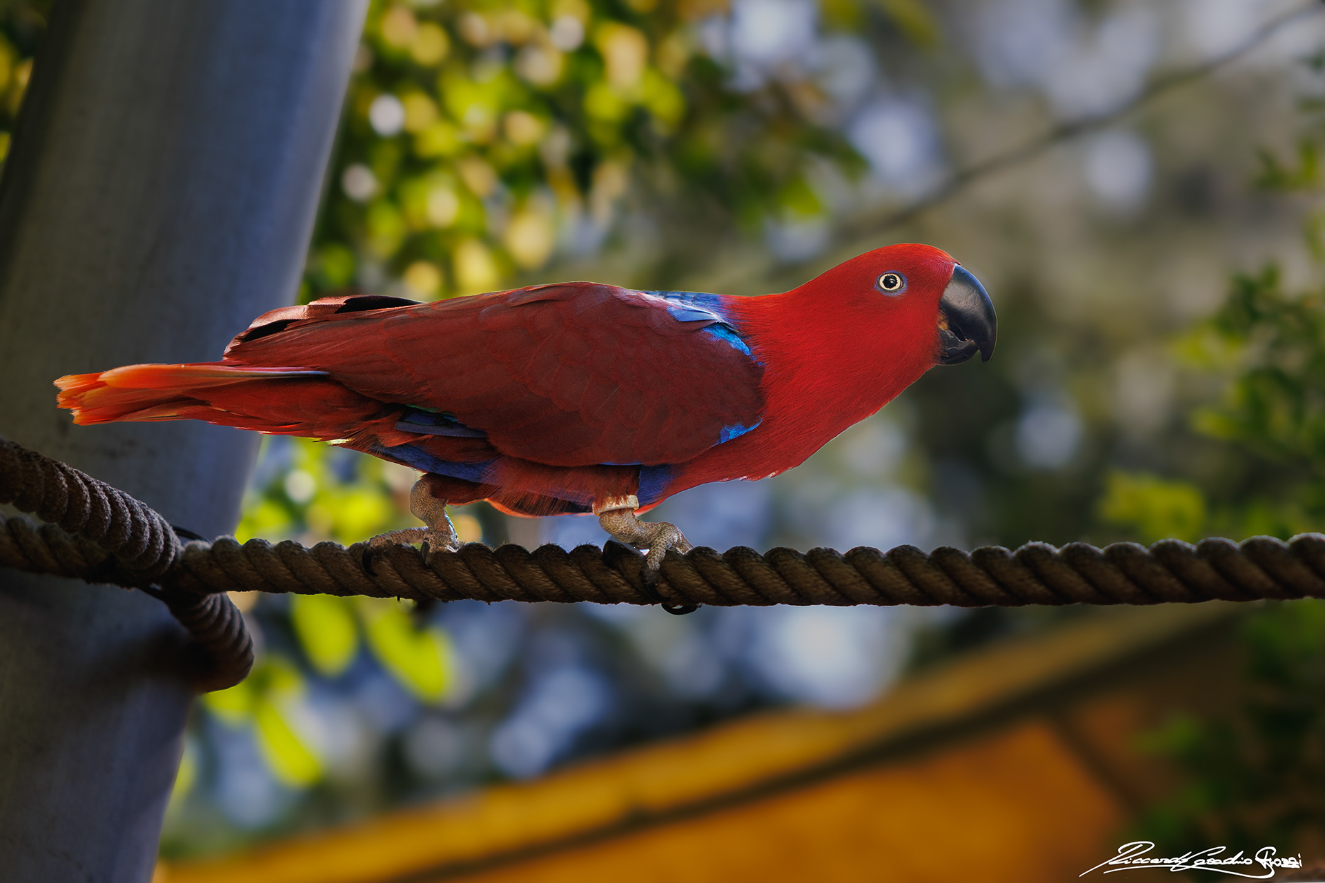 N° 10 - Eclectus Parrot, Australia