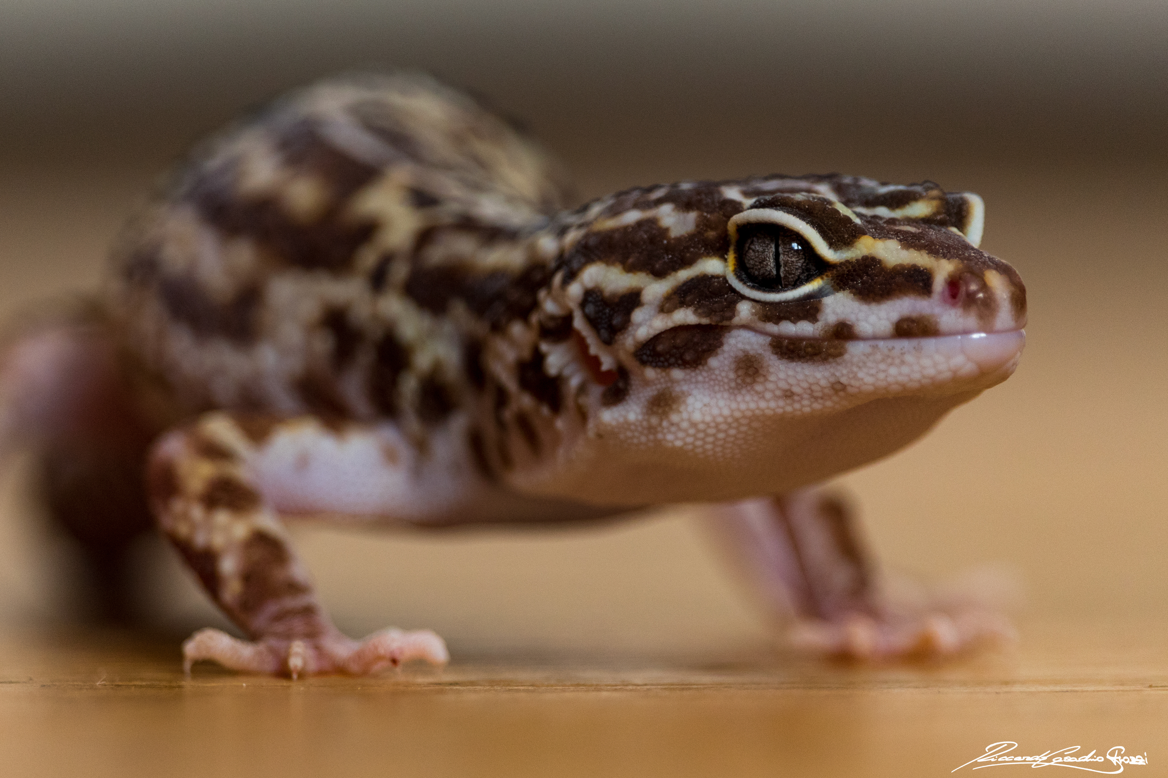 N° 1 - Gecko, Romano di Lombardia, Italy