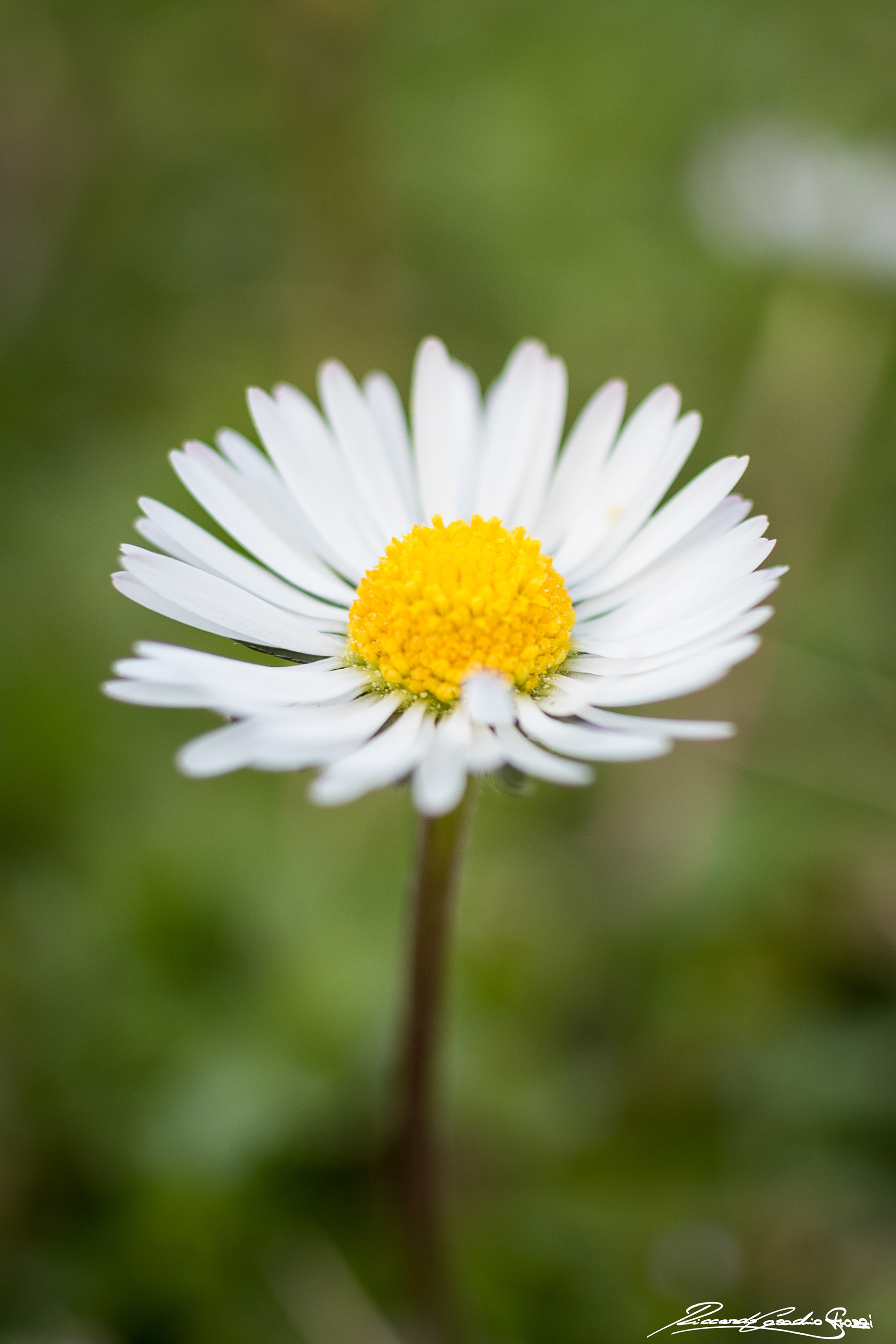 N° 2 - Brisighella, Italy
