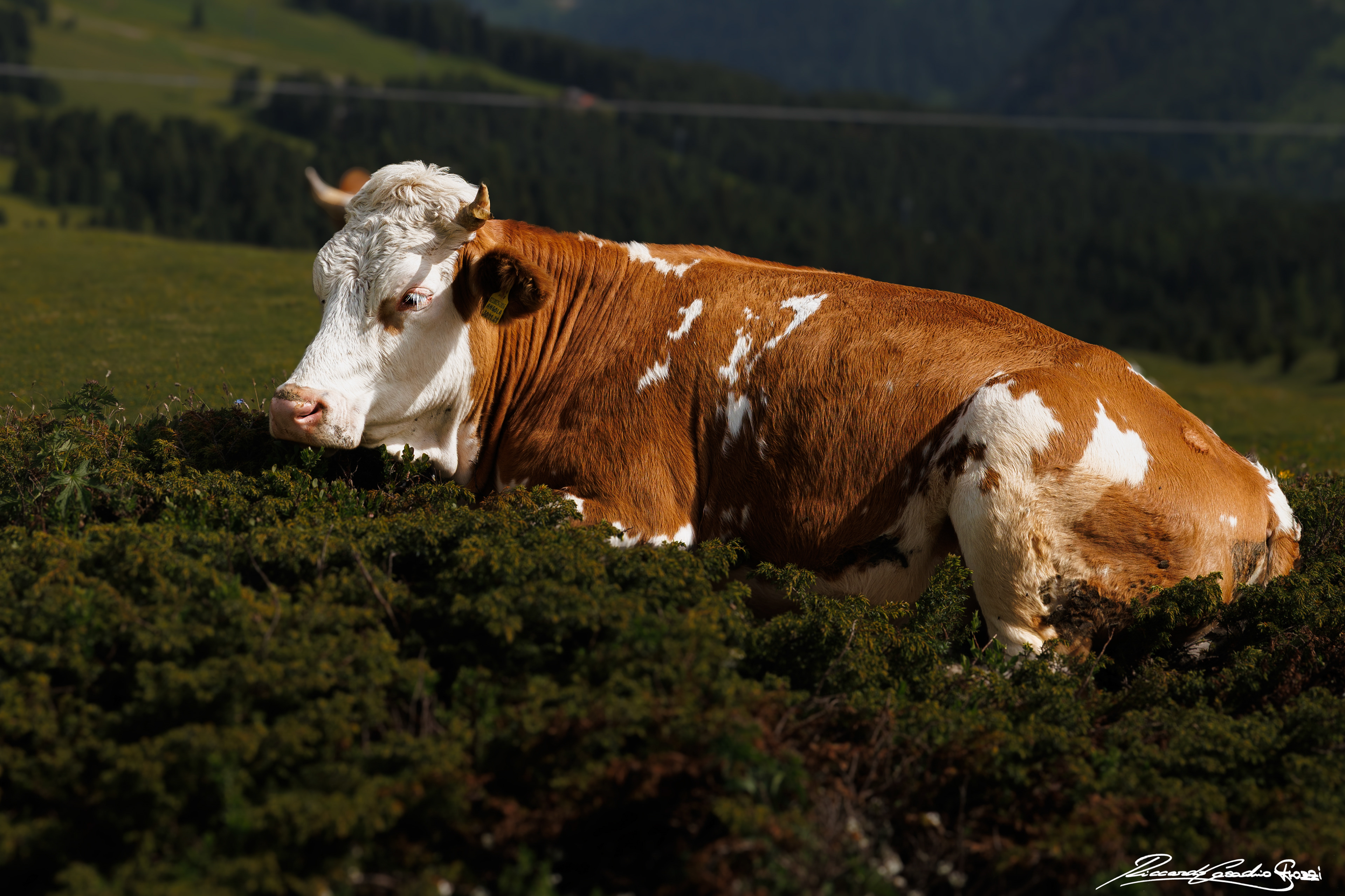 N° 7 - Cow, Corvara, Italy