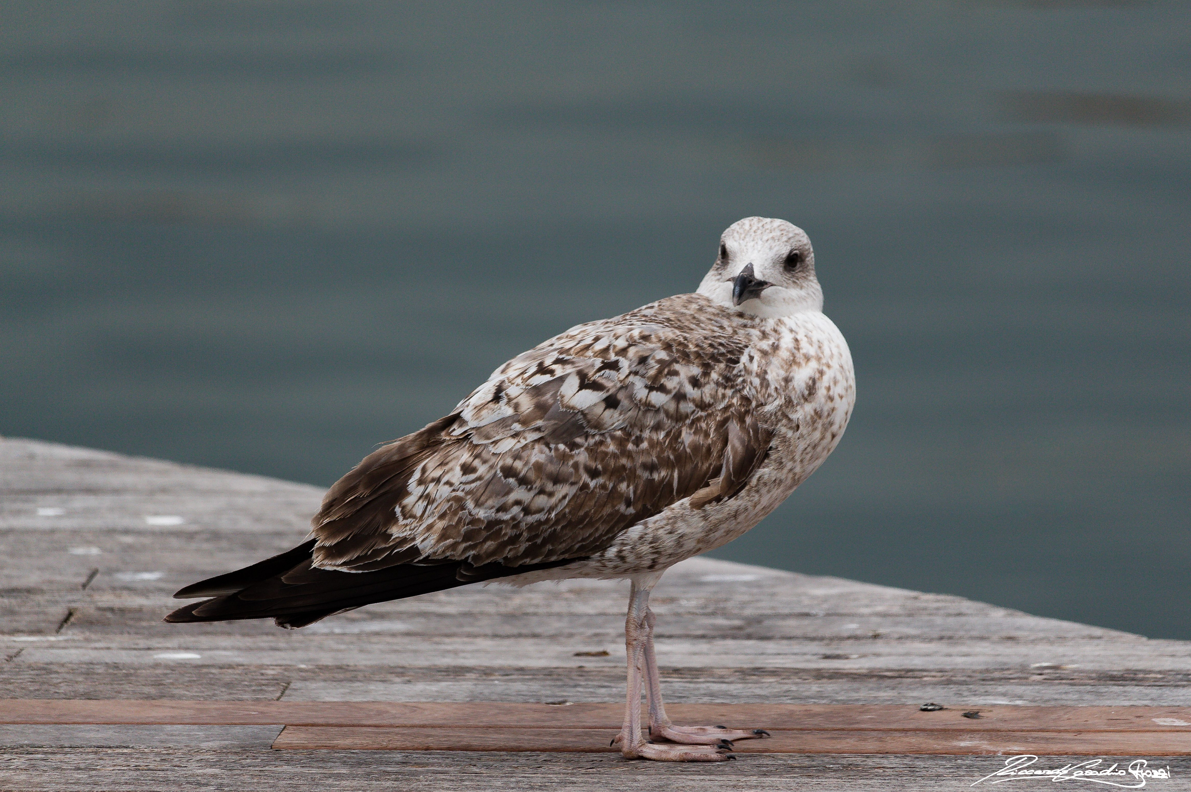 N° 3 - Seagull, Barcelona, Spain