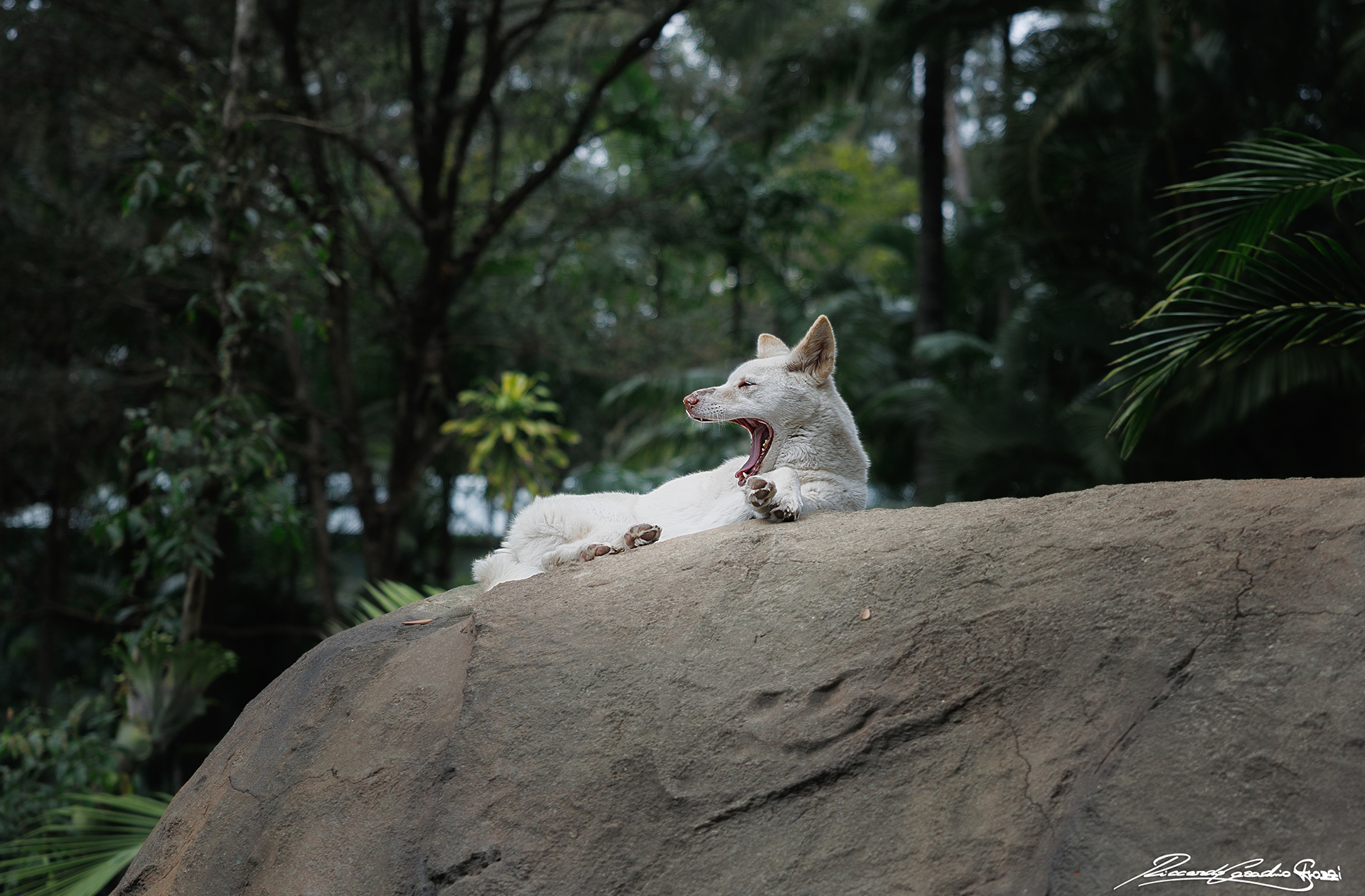 N° 25 - Dingo, Australia