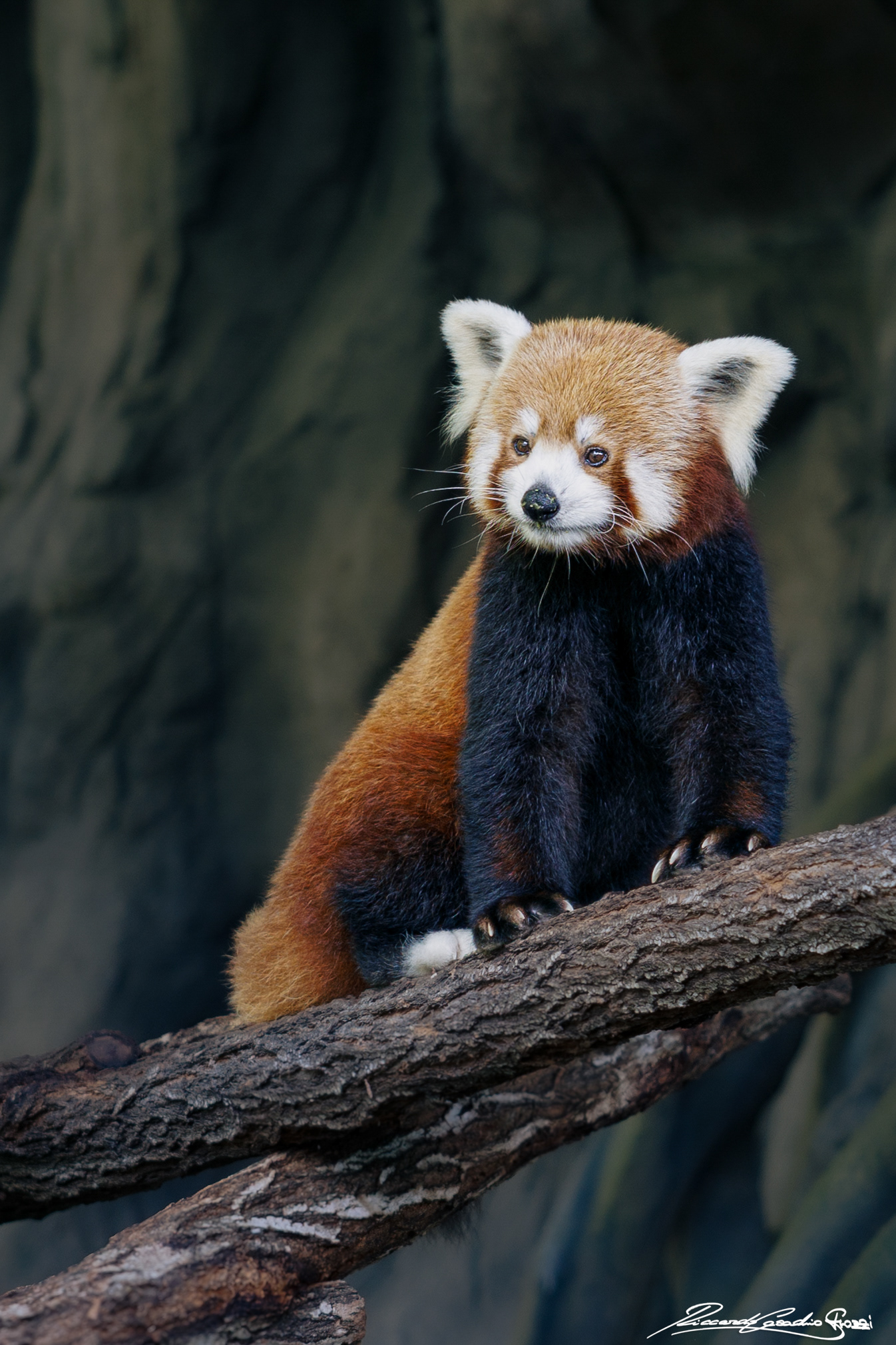 N° 28 - Red Panda, Australia