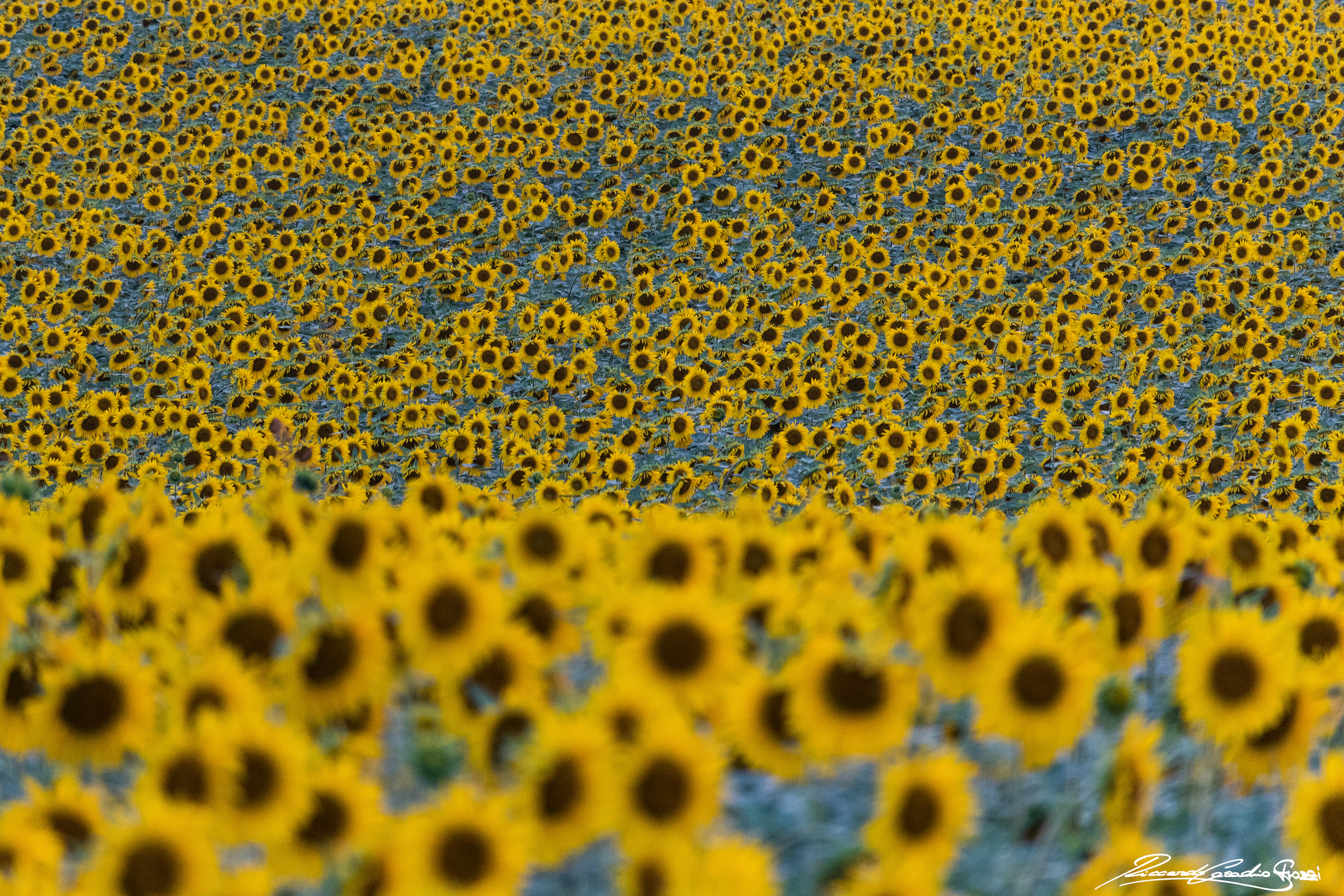 N° 3 - Brisighella, Italy