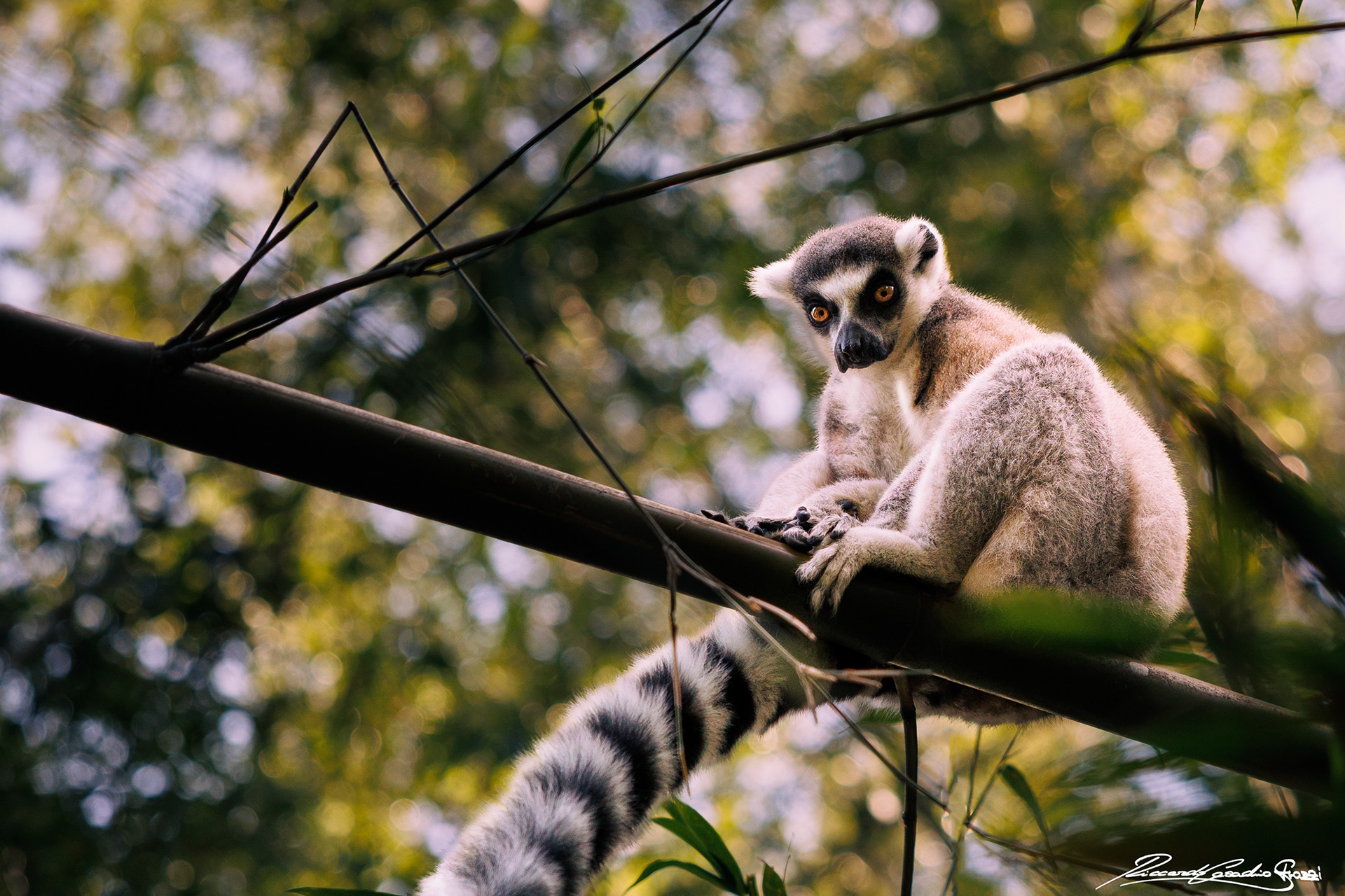 N° 30 - Ring Tailed Lemur, Australia