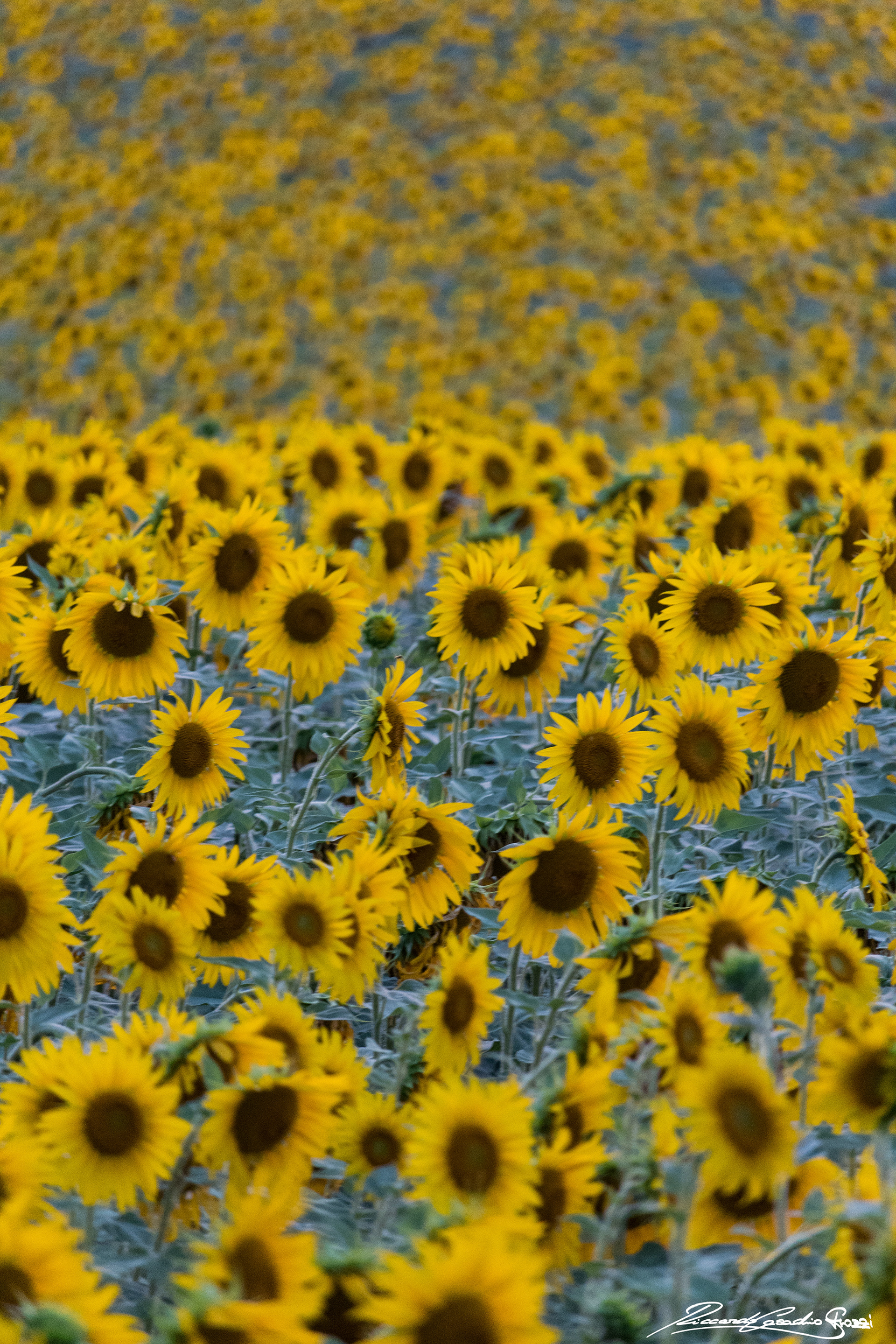 N° 2 - Brisighella, Italy