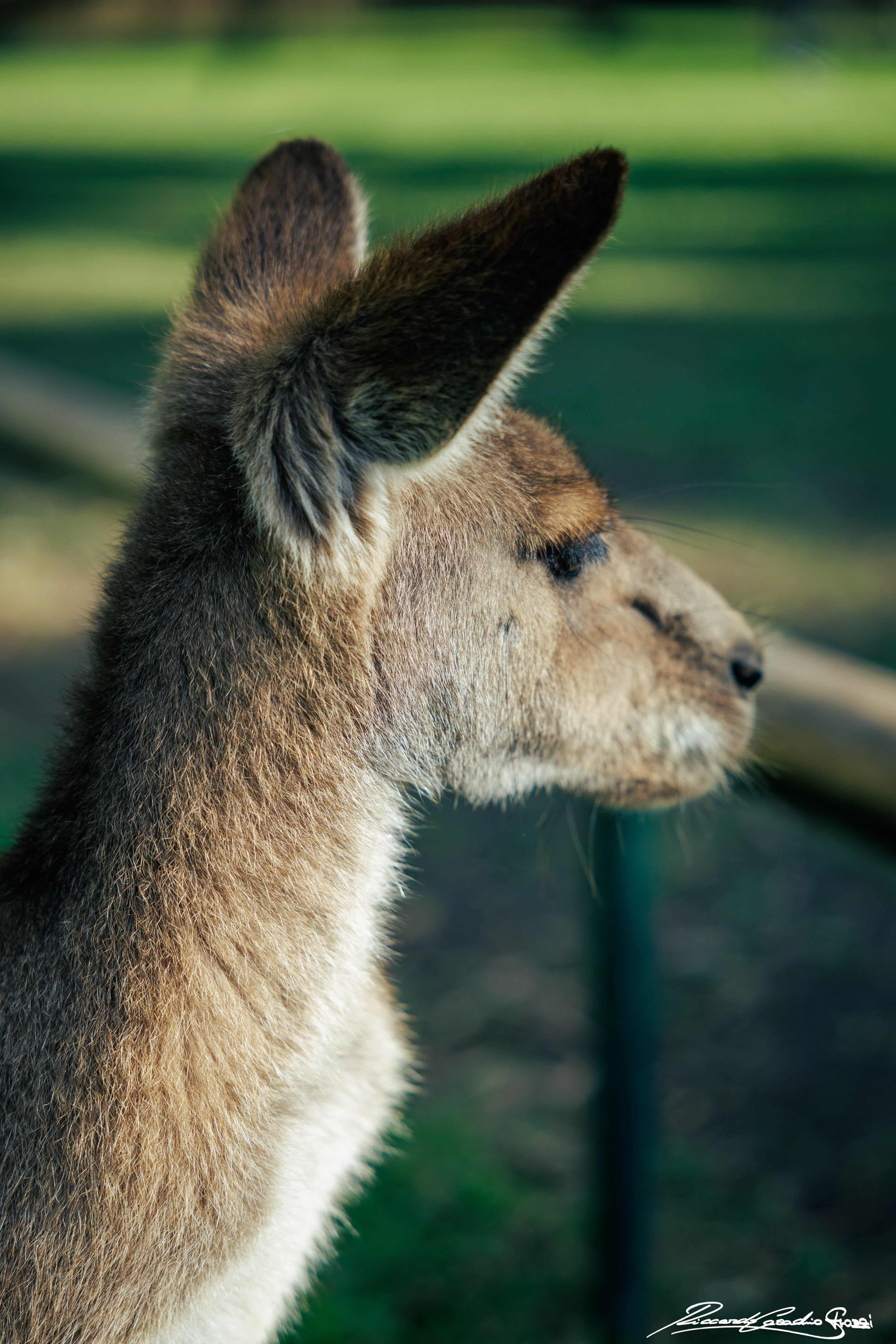 N° 32 - Kangaroo, Australia