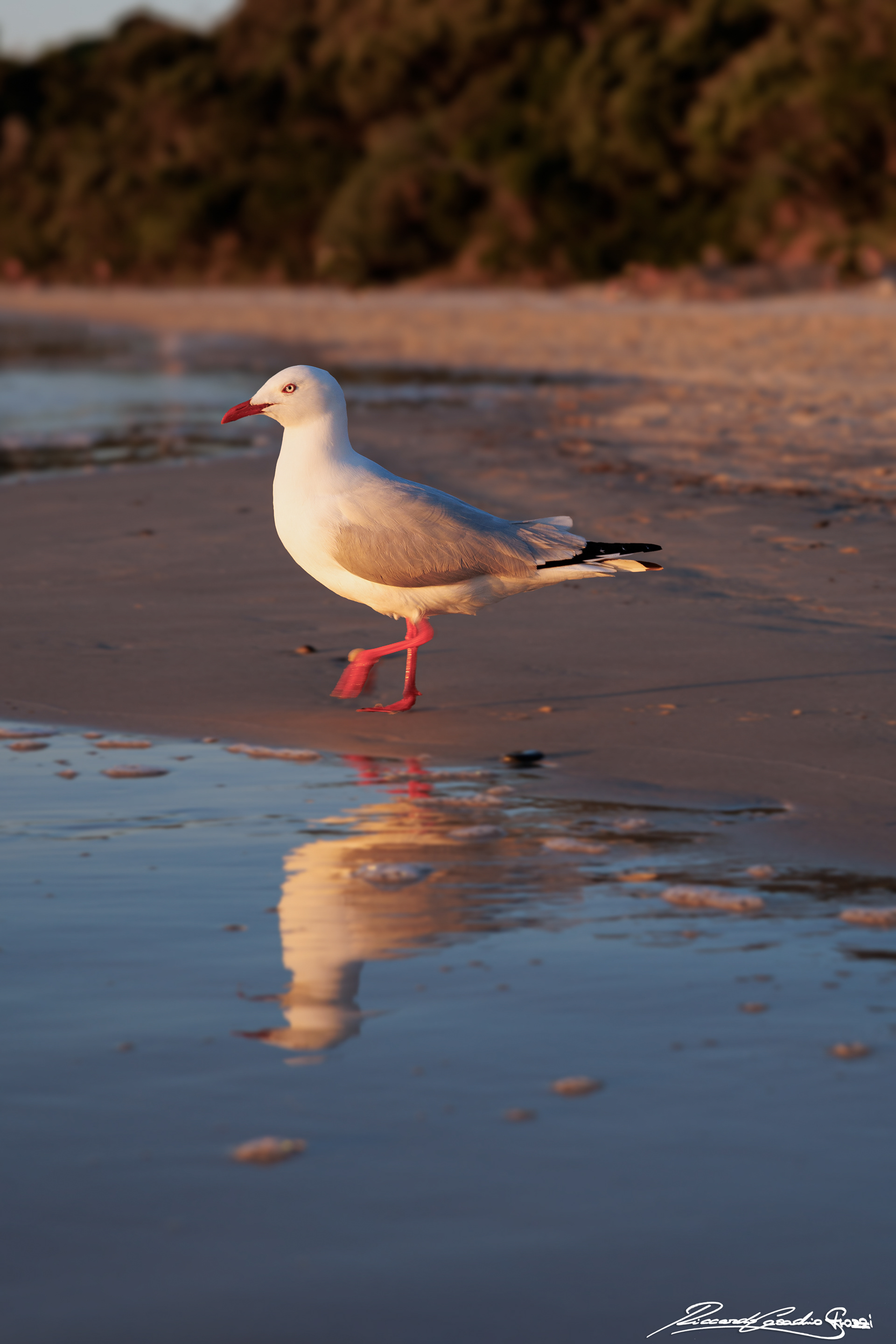 N° 12 - Silver Gull, Australia