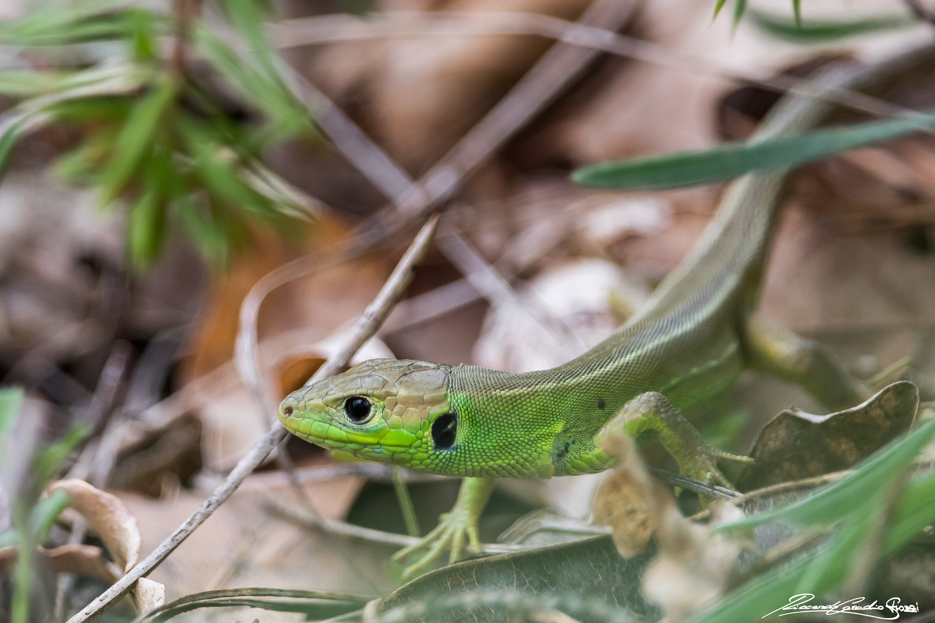 N° 2 - Lizard, Brisighella, Italy
