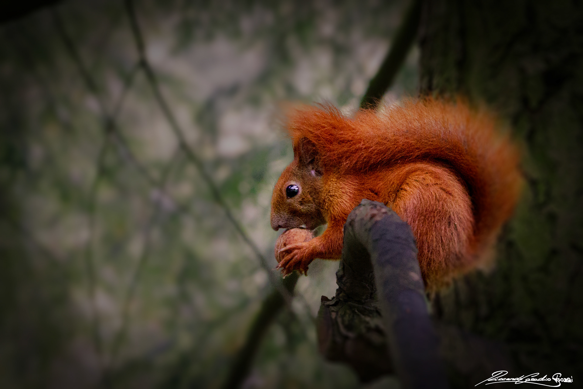 N° 6 - Squirrel, Warsaw, Poland