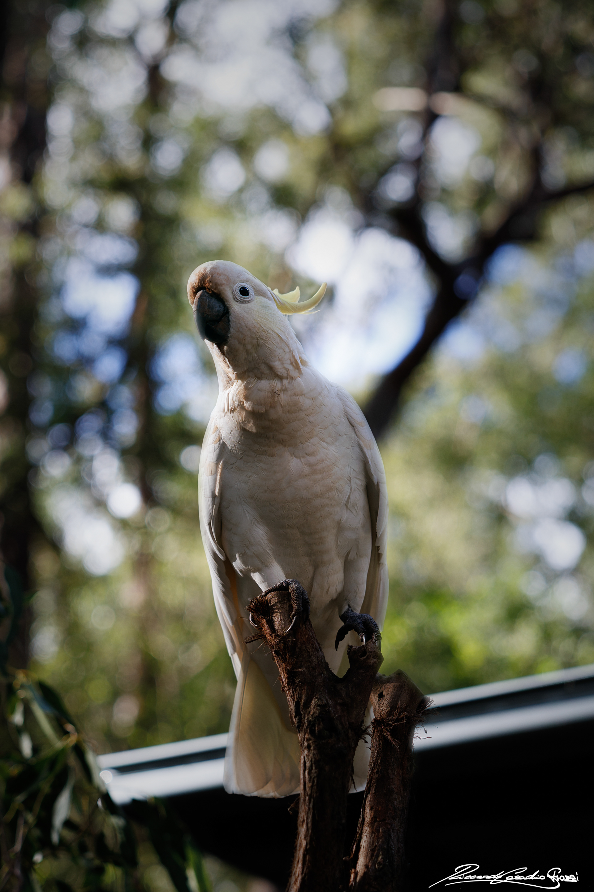 N° 11 - Sulphur Crested Cackatoo, Australia