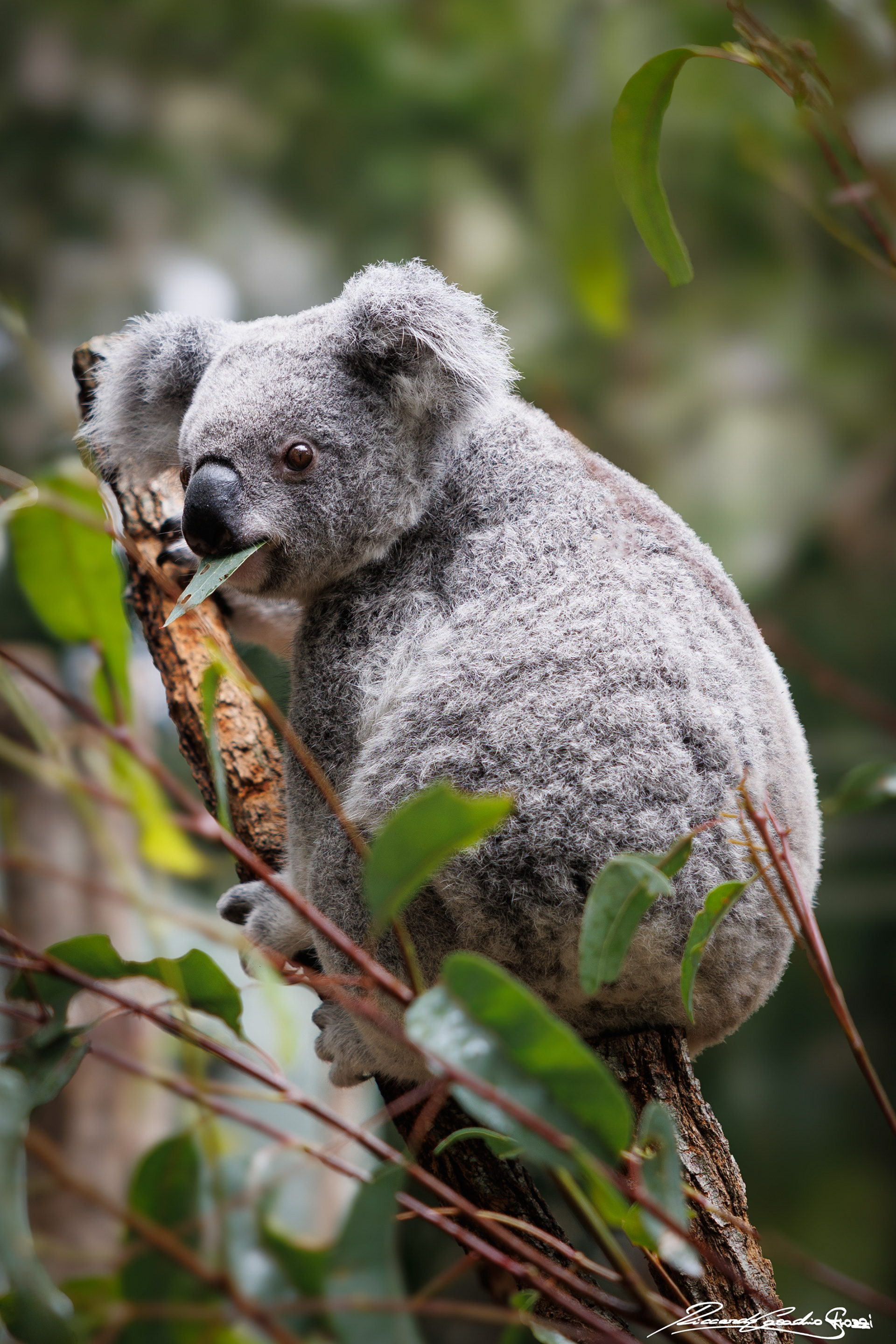 N° 26 - Koala, Australia