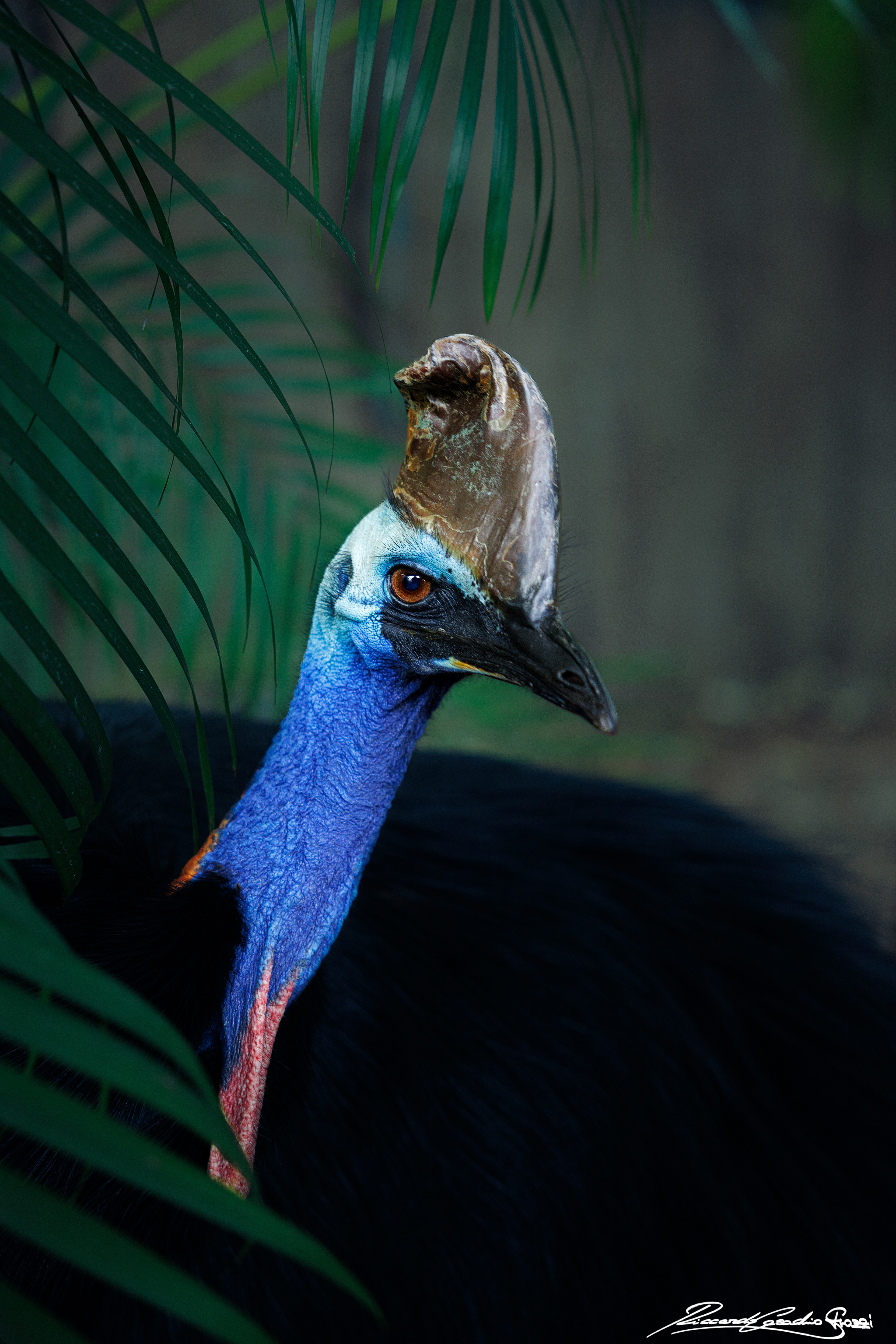 N° 14 - Cassowary, Australia