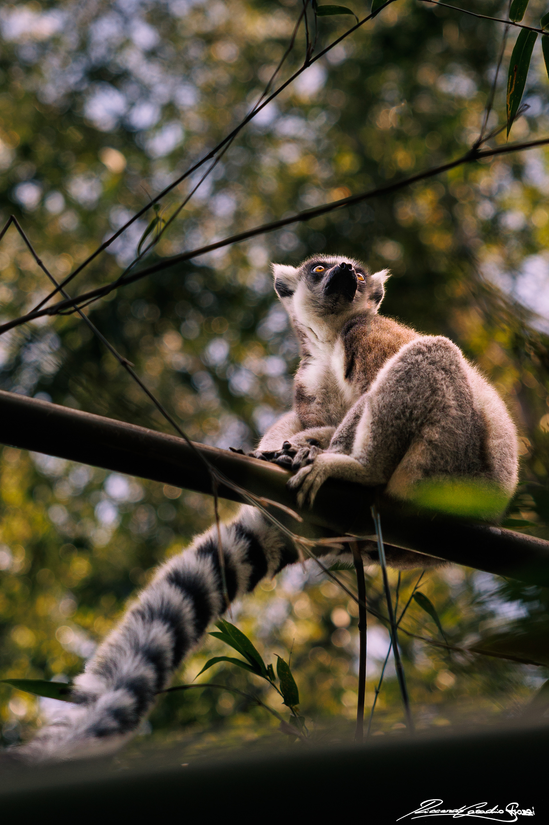 N° 31 - Ring Tailed Lemur, Australia