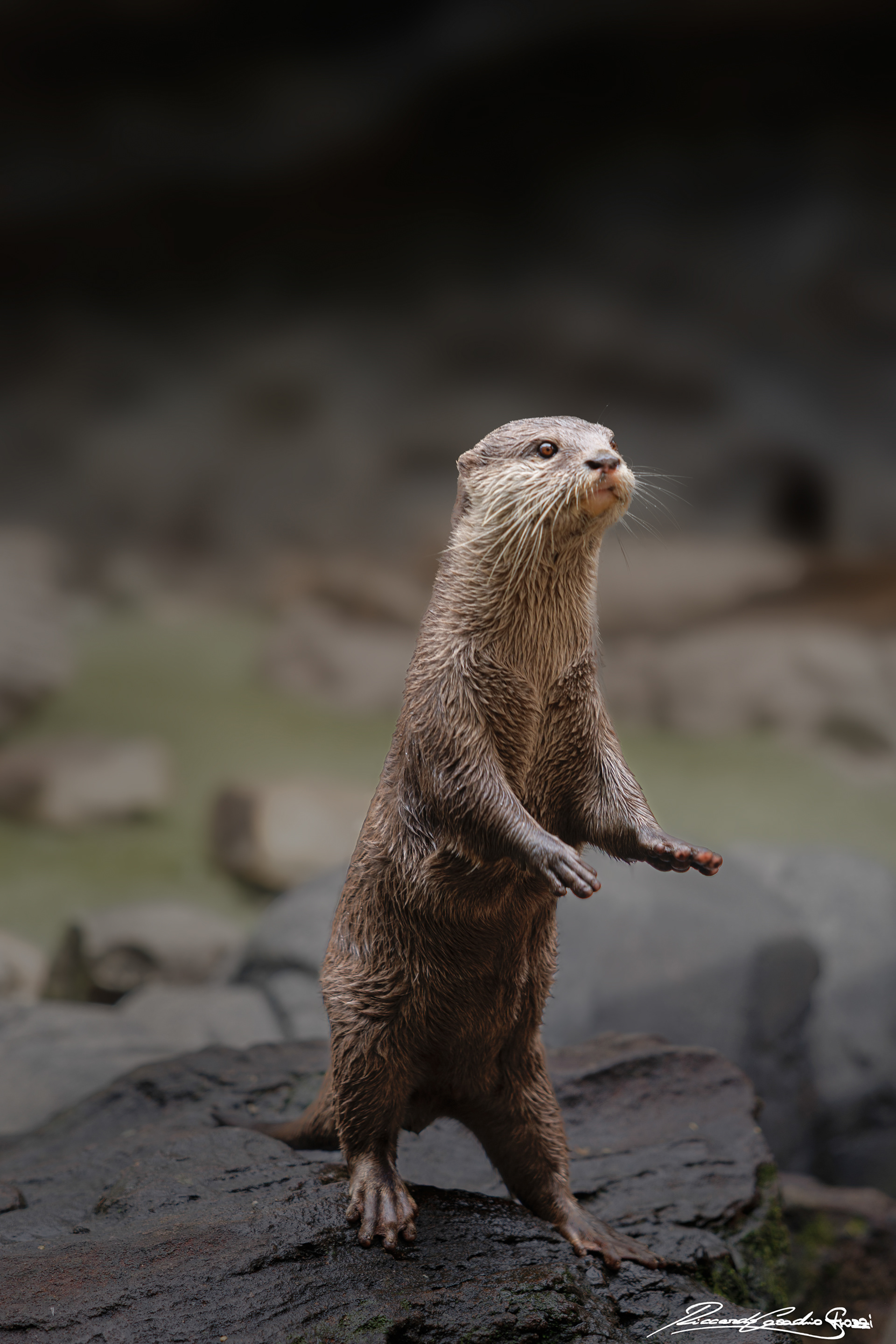 N° 24 - Small Clawed Otter, Australia