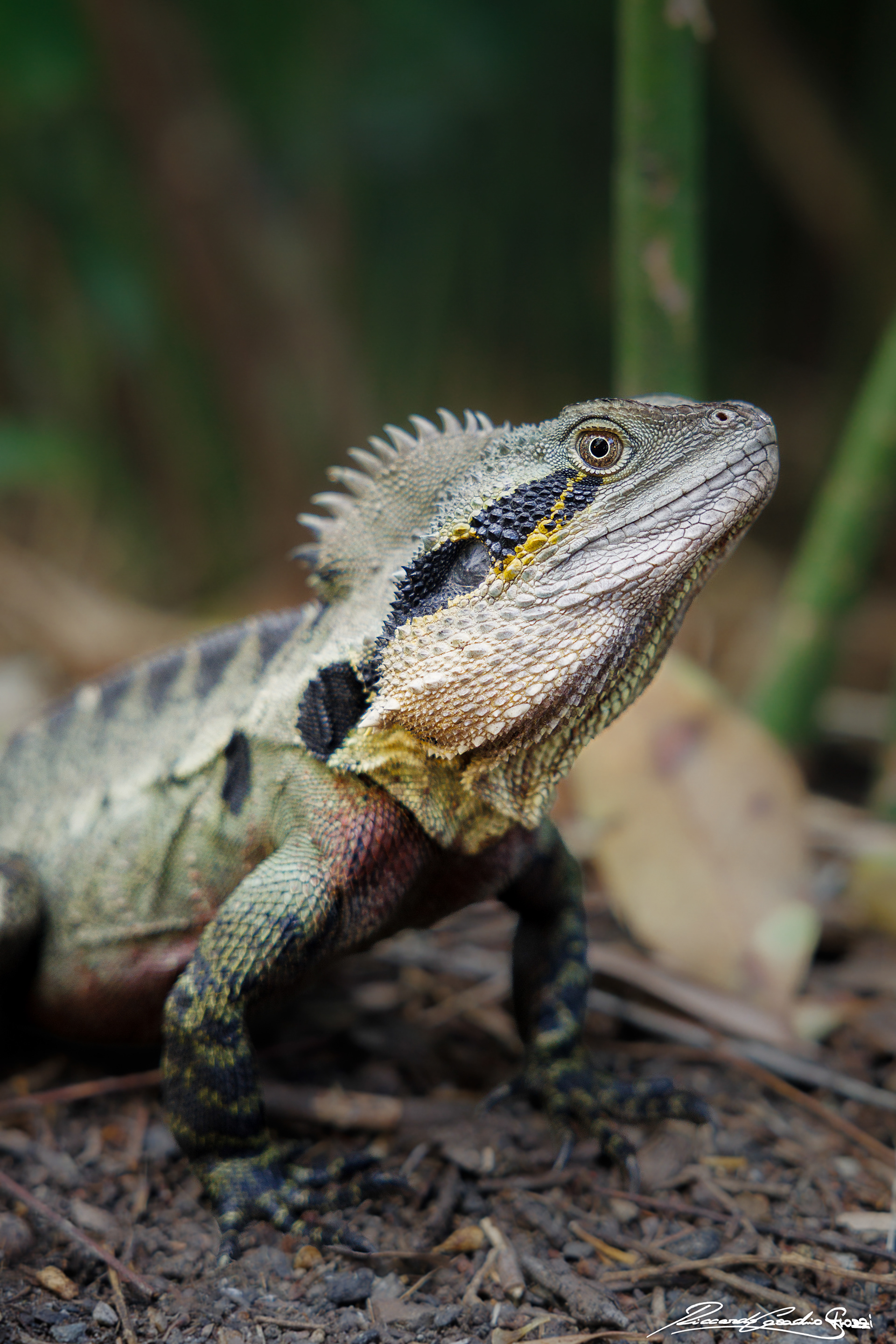 N° 20 - Australian Water Dragon, Australia