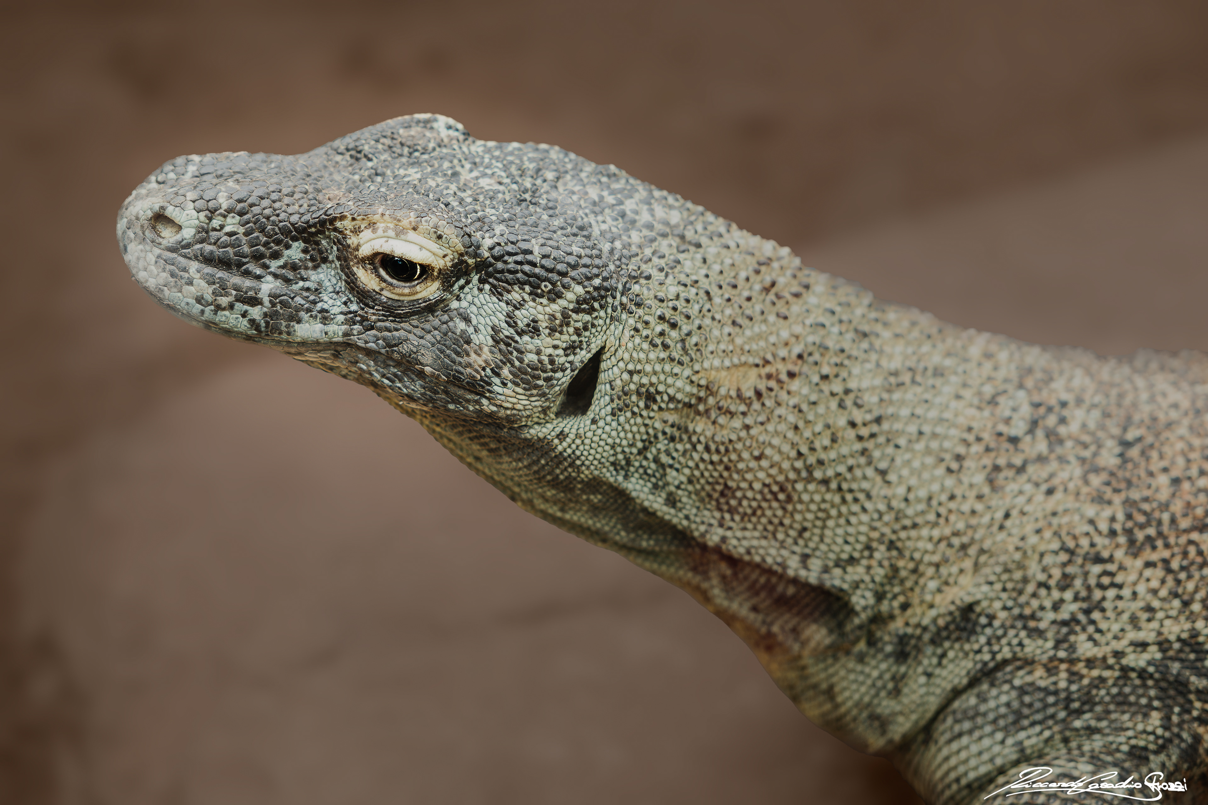 N° 16 - Komodo Dragon, Australia