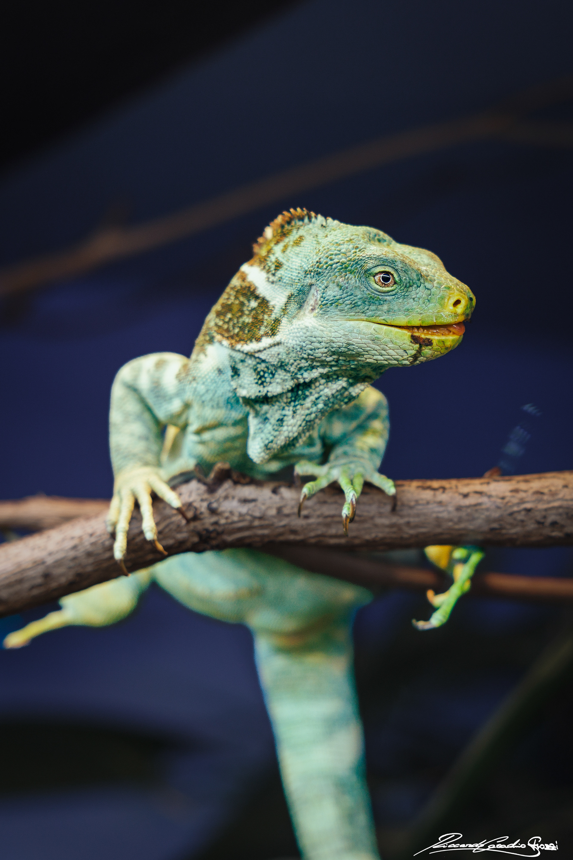N° 15 - Fiji Crested Iguana, Australia