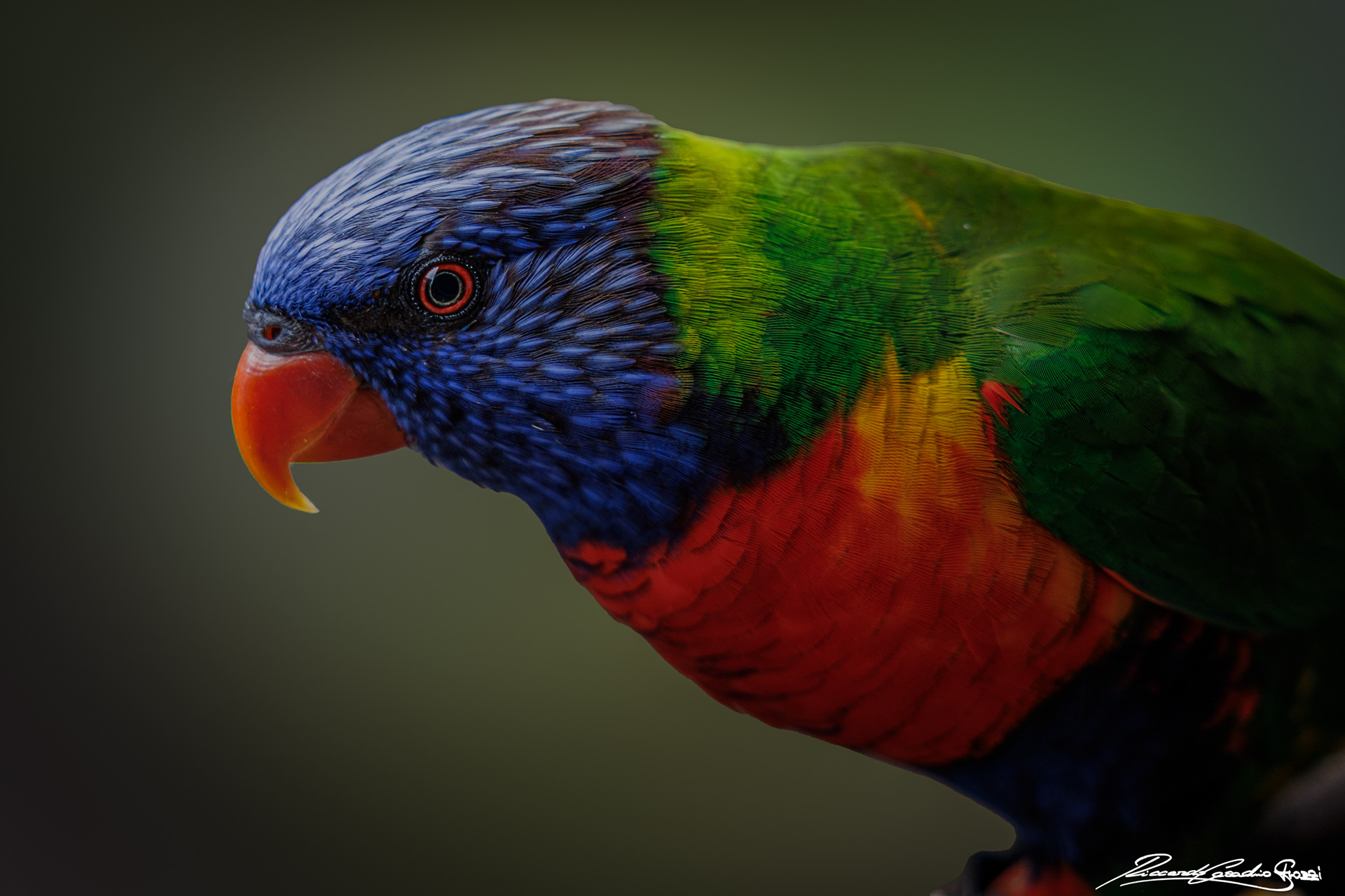 N° 8 - Rainbow Lorikeet, Australia