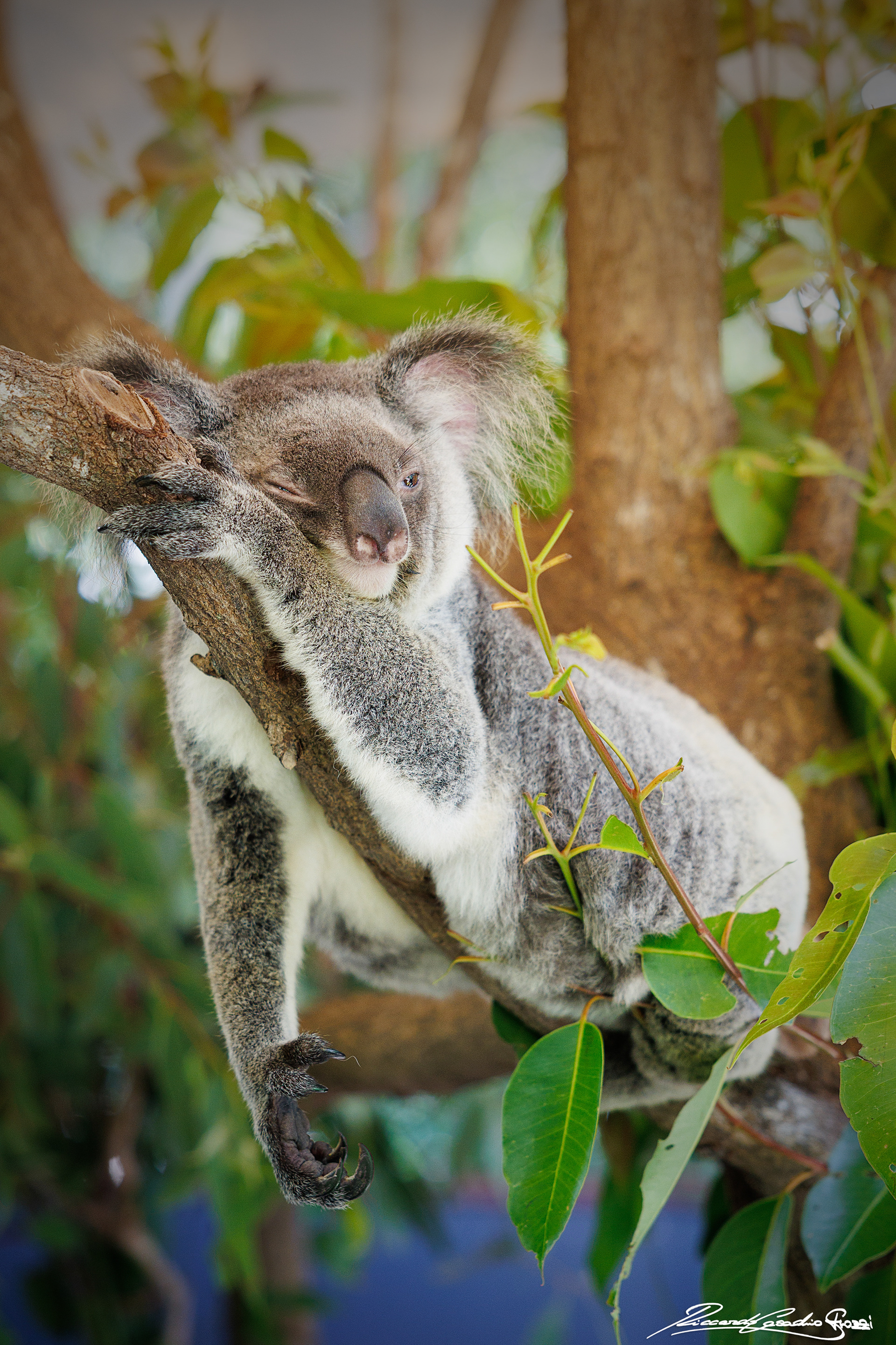N° 27 - Koala, Australia