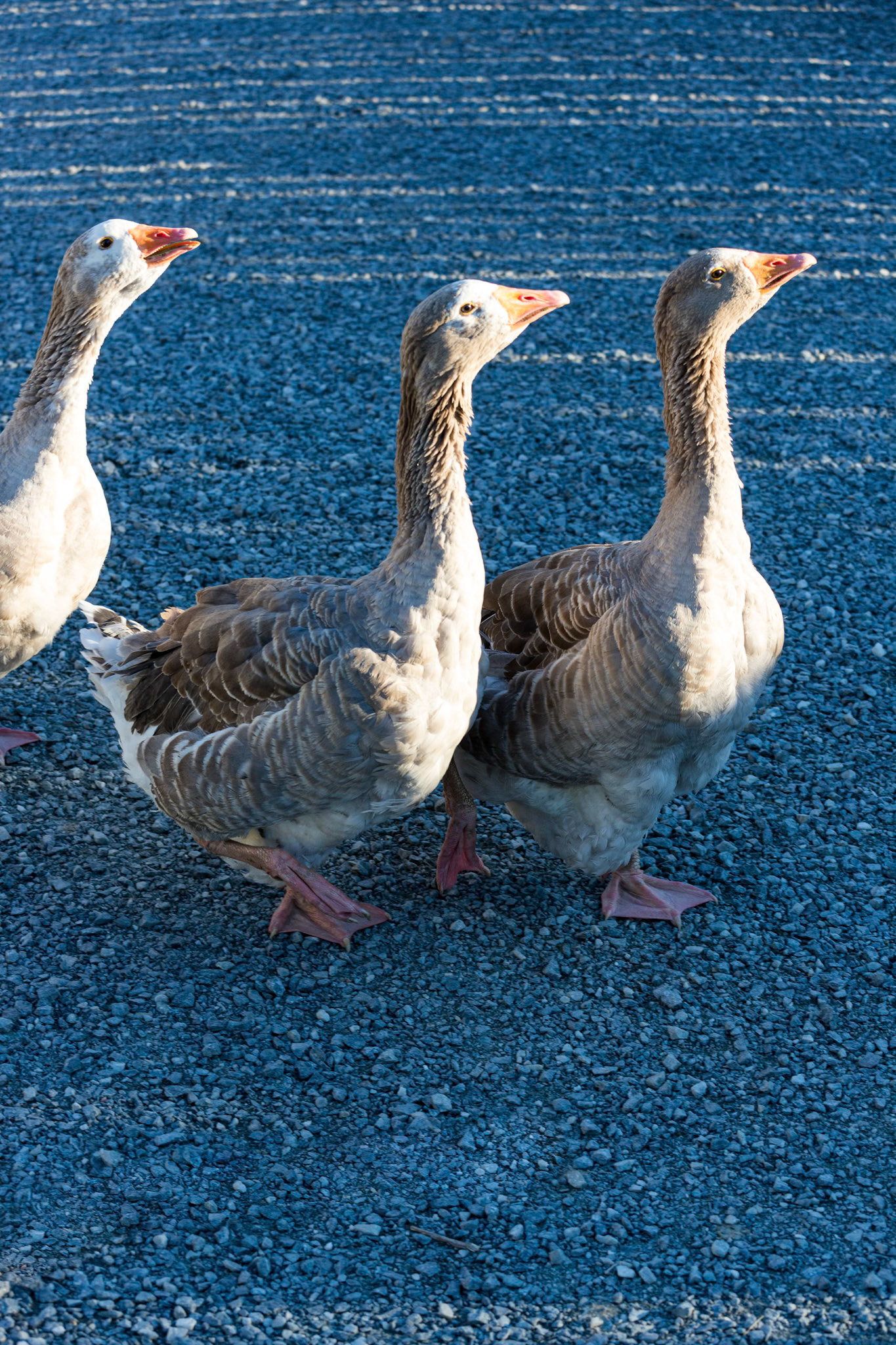 Fortress of Louisbourg 33