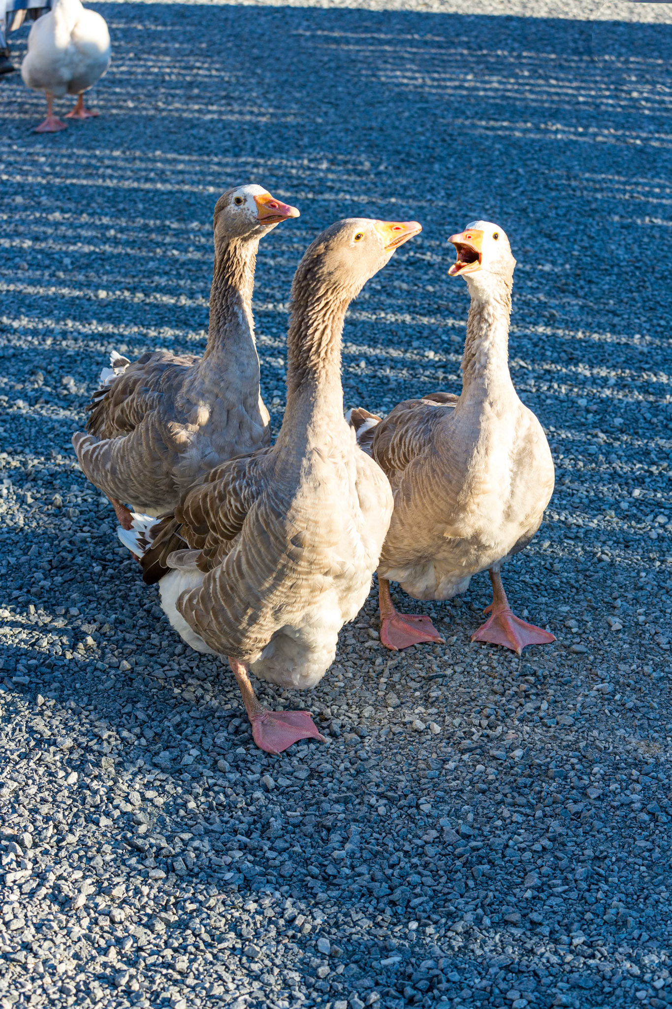 Fortress of Louisbourg 32