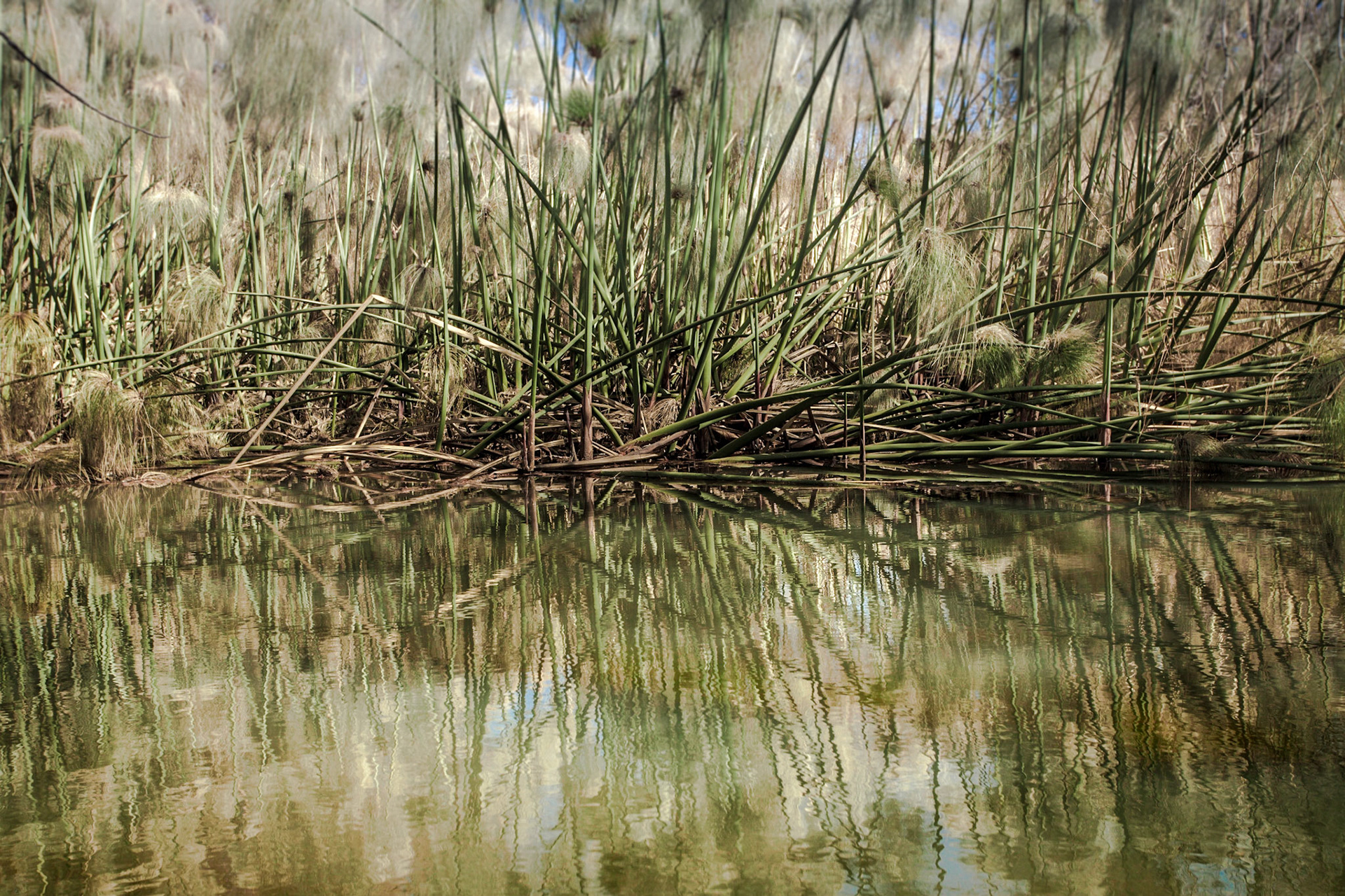 The bulrushes say "hi"