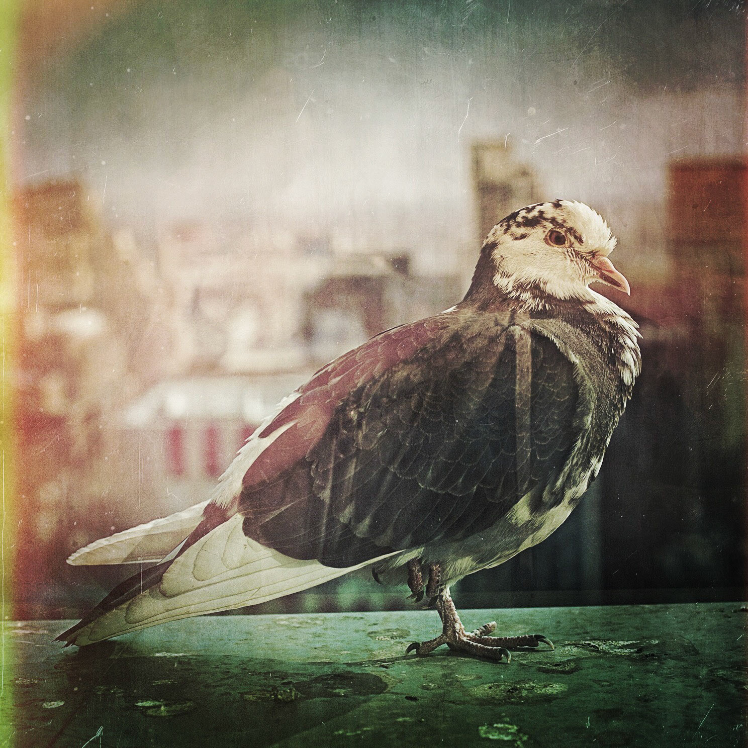Exhibition drip feed : The enduring symbolism of pigeons
•
#Post_Box_1984
•
•
•
•
•
#instagram_sa #jozigrams #artofvisuals #createandcapture #huntgram #moodygrams #pr0ject_uno #lifewl #untoldvisuals #utilizemedia #igerssouthafrica #tonalvisionz #thevisualarchive #murderdotcom #yourdailyescape #visualsgang #visualantes #visualquest #urbanaisle #minimal_altinkare #LeagueofLenses #beurban #canon_photos #explorecreateshare #heatercentral #kingoftones #snapseekers #meistershots