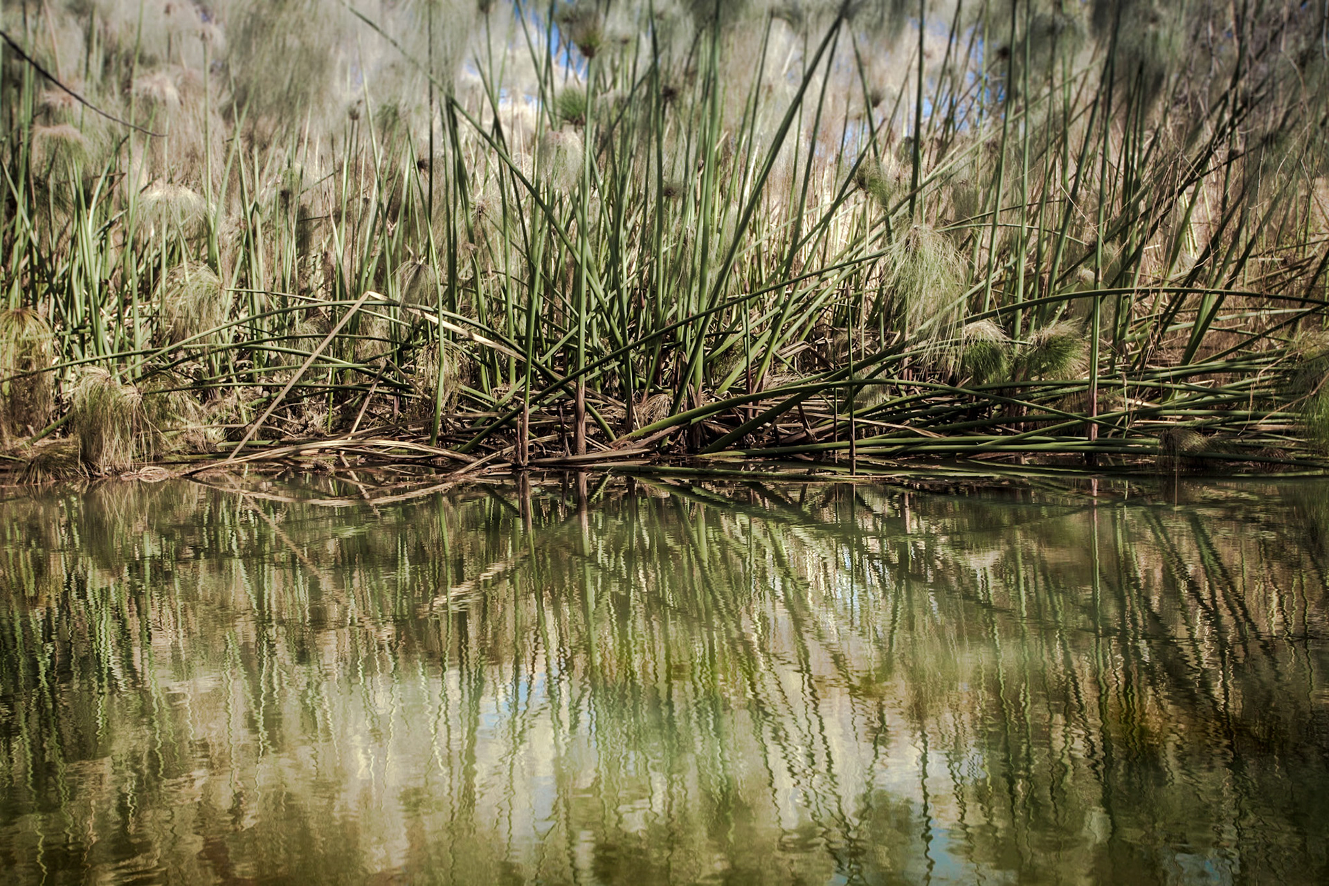 The bulrushes say "hi"