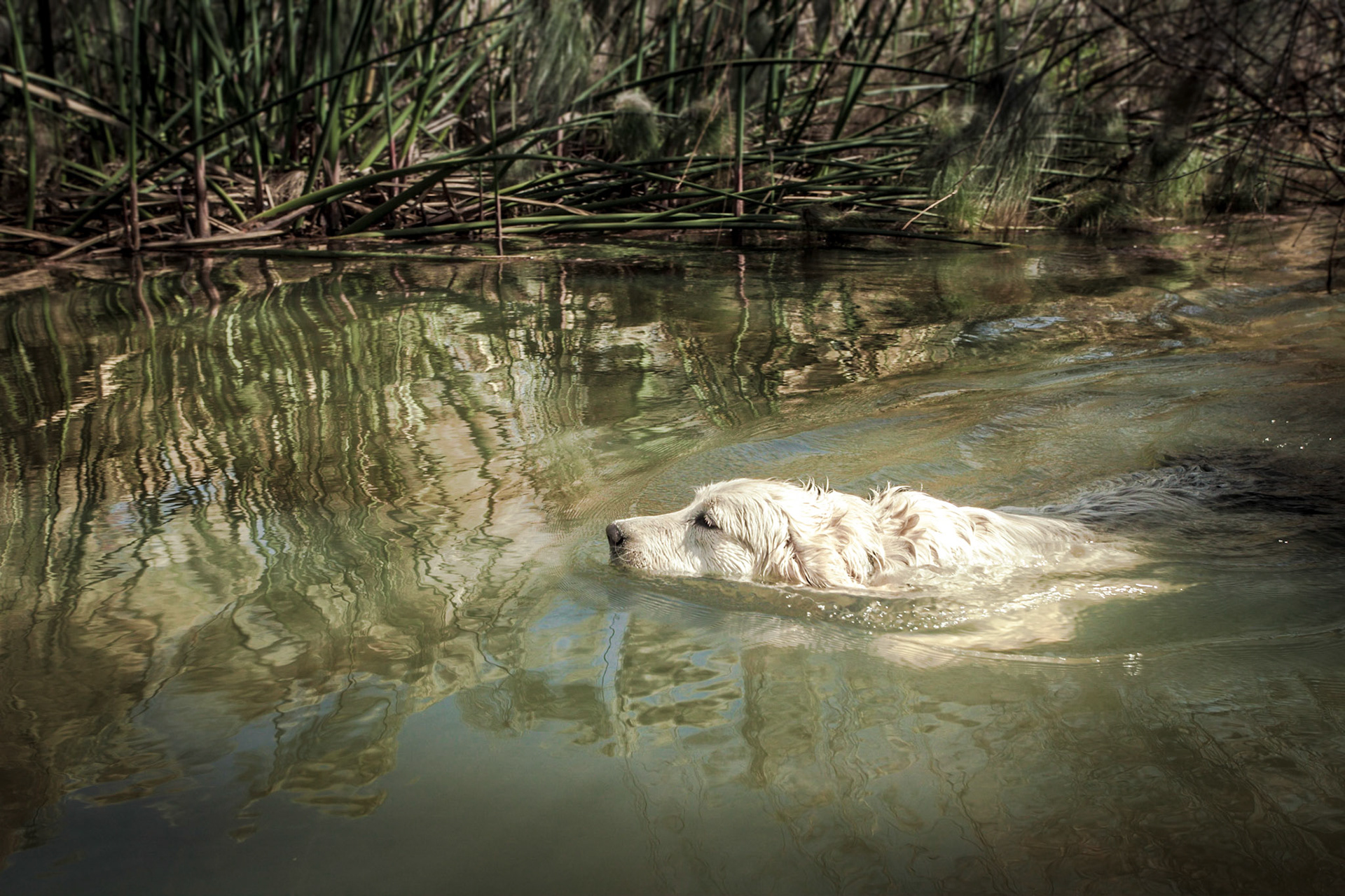 Nymeria &amp; the bulrushes