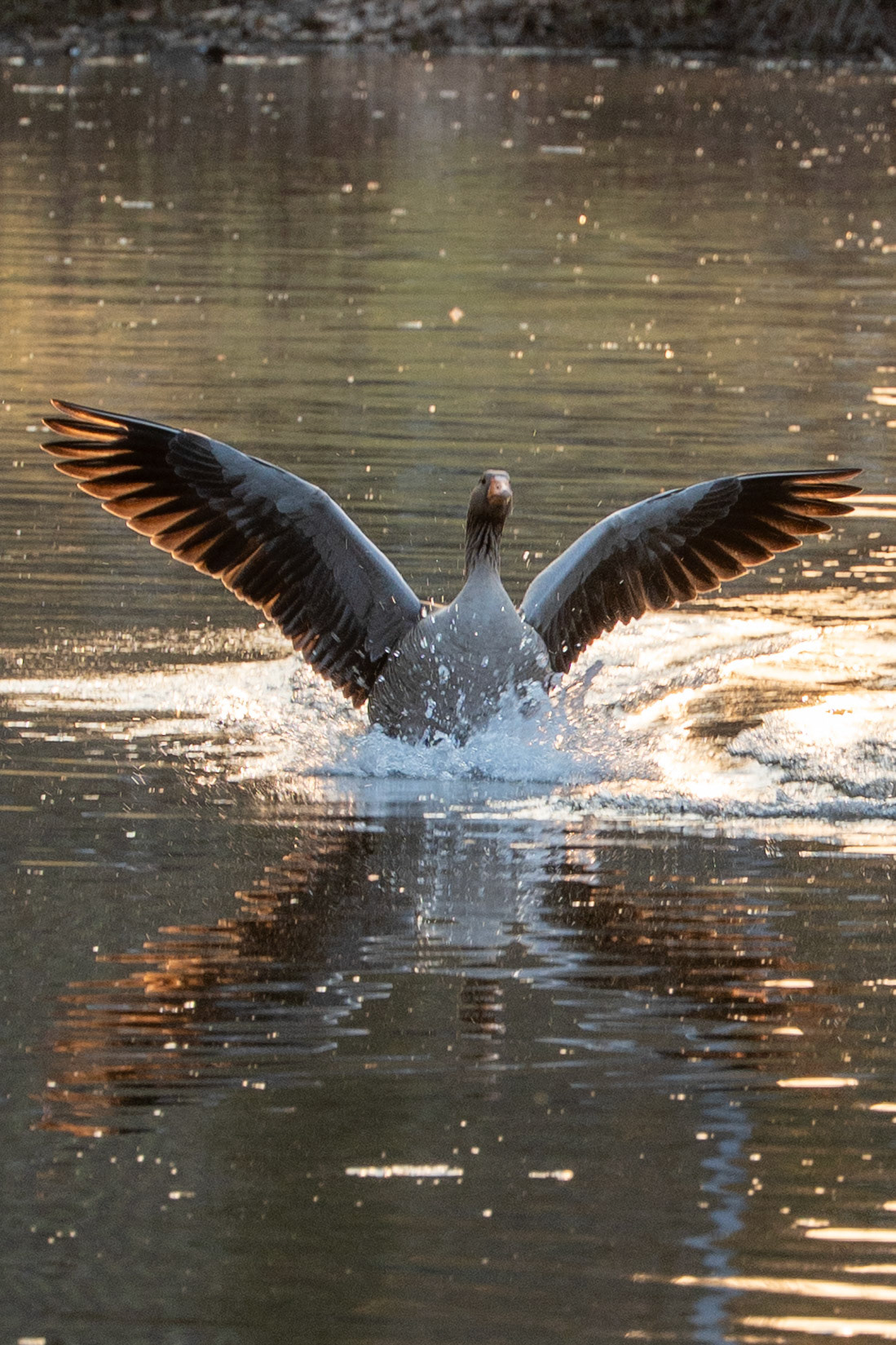 Grauwe gans