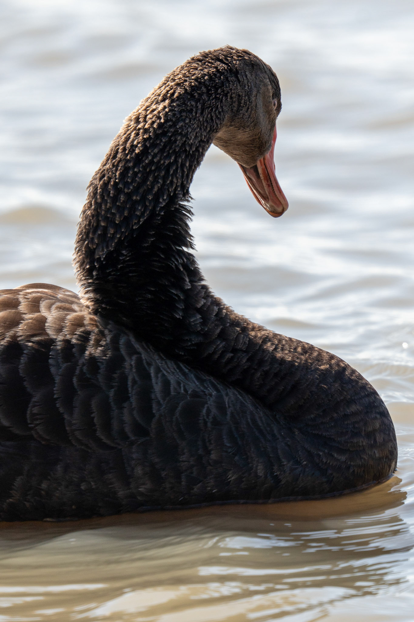 zwarte zwaan