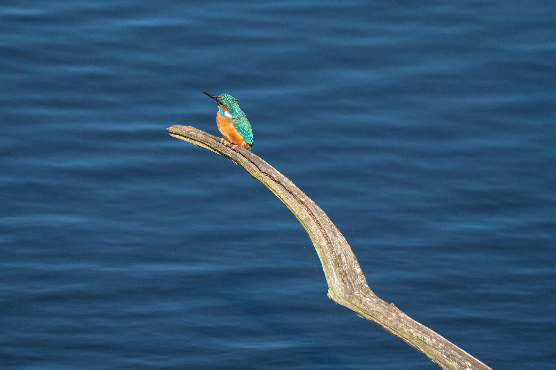 IJsvogel