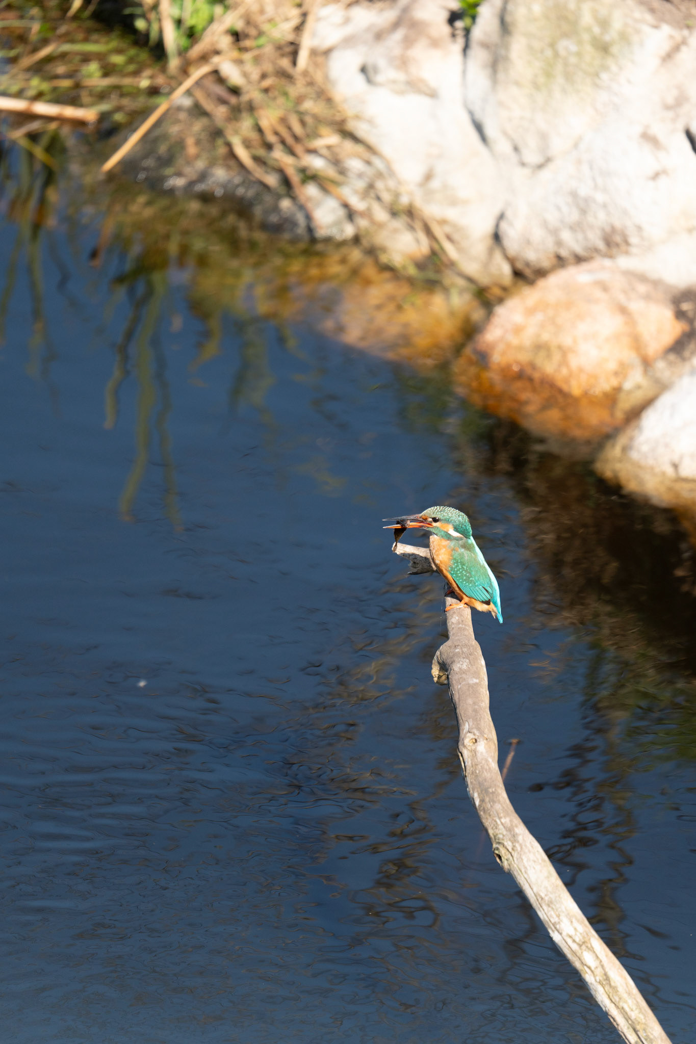 IJsvogel