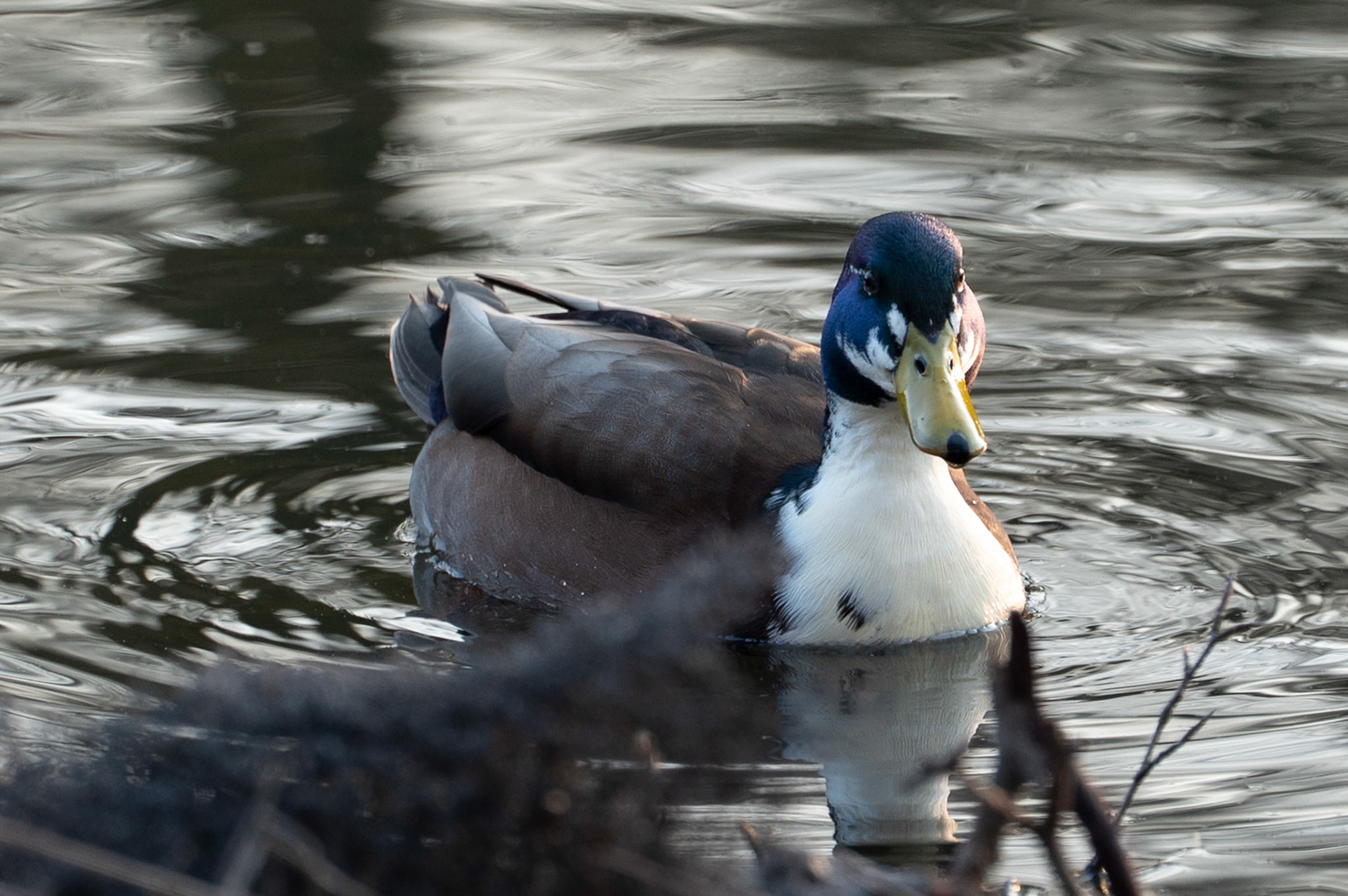 wilde eend