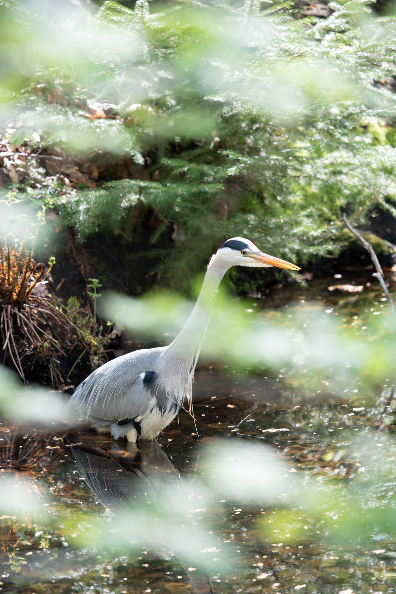 Blauwe reiger
