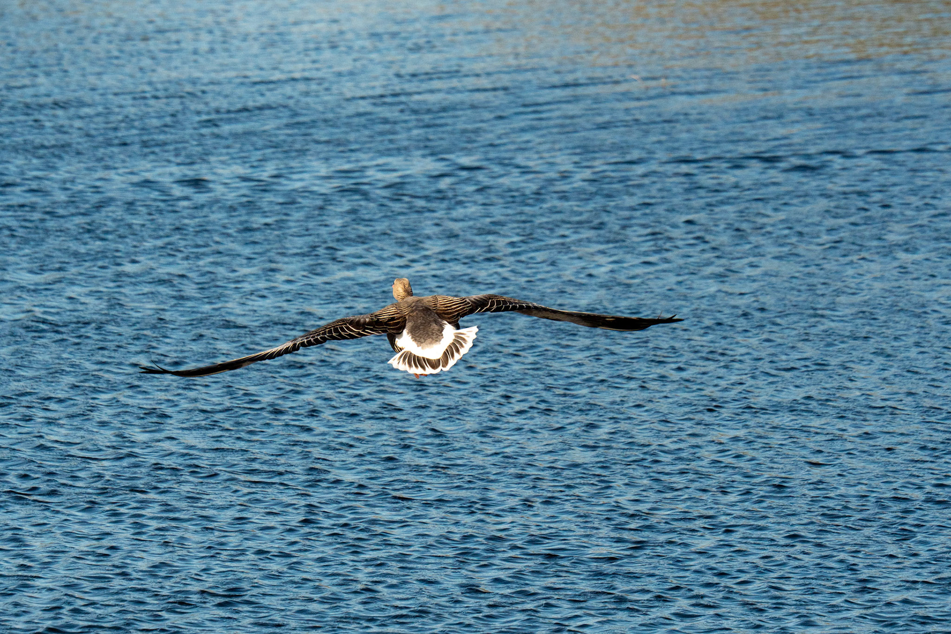 F/11 + 1/2500