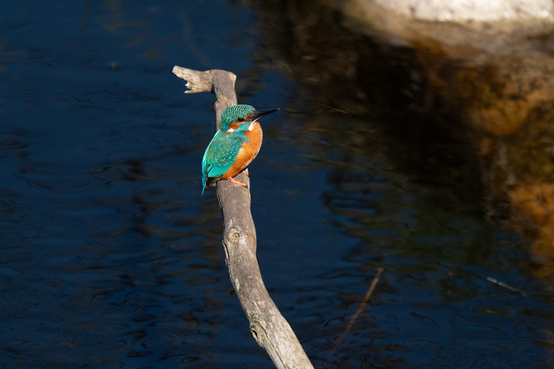 IJsvogel